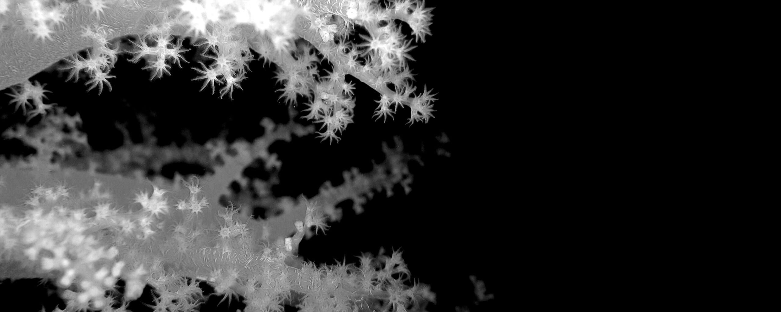 Кораллы обои