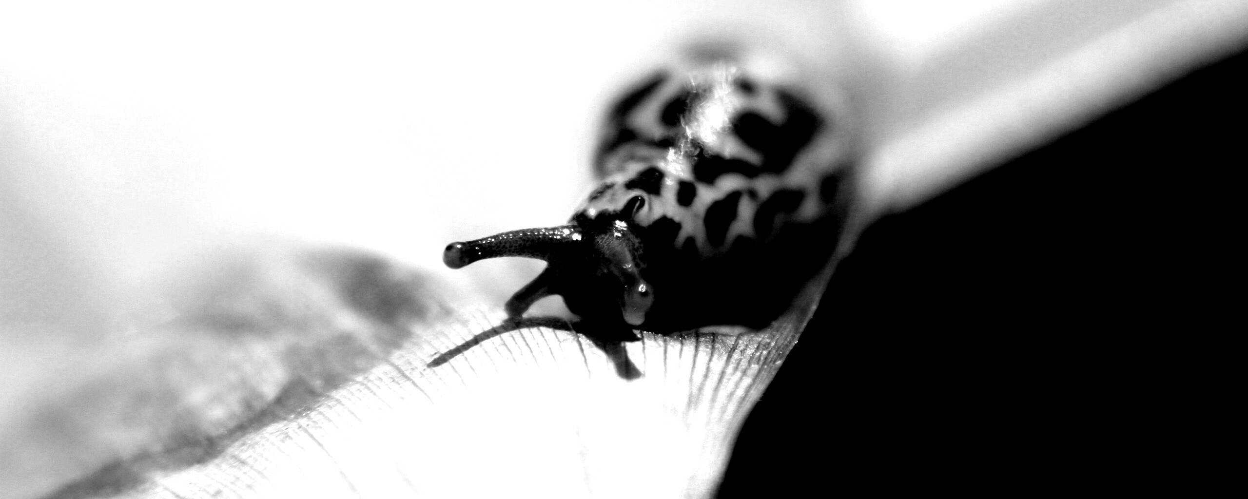 Ползущая улитка обои