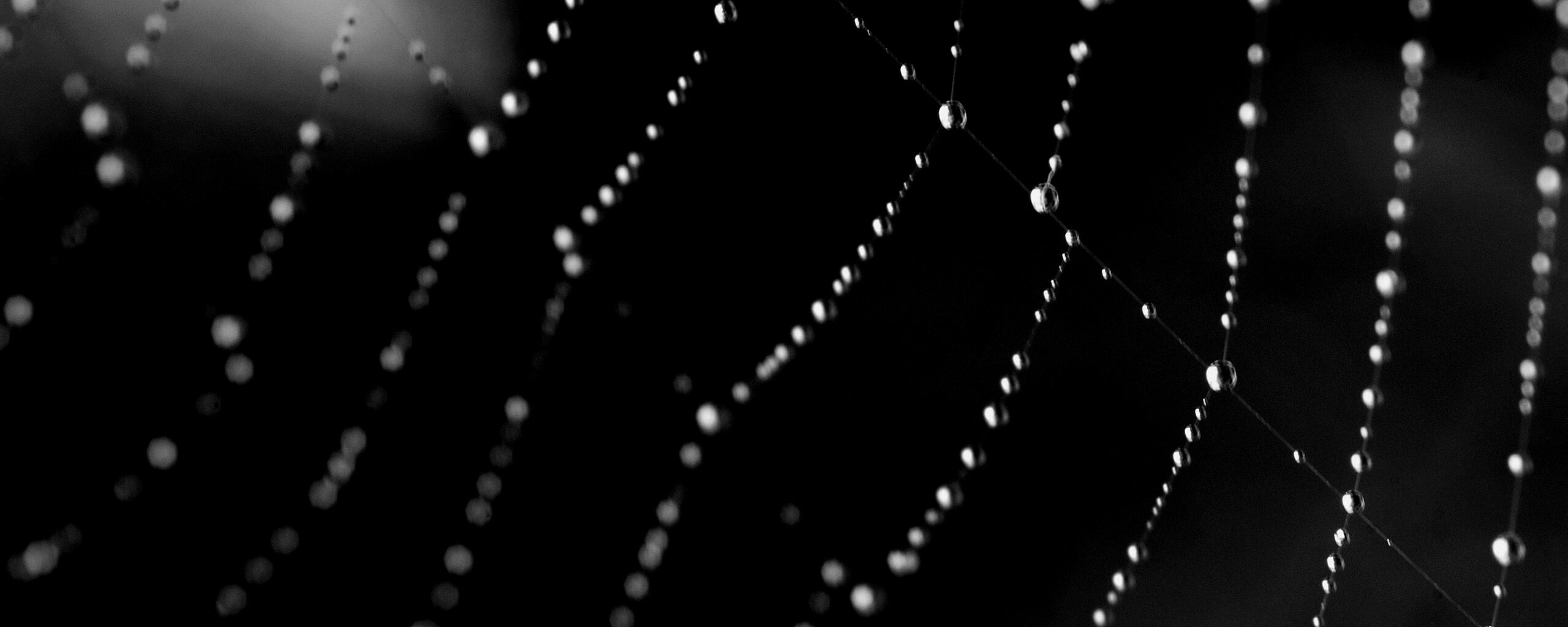 Паучья сеть обои