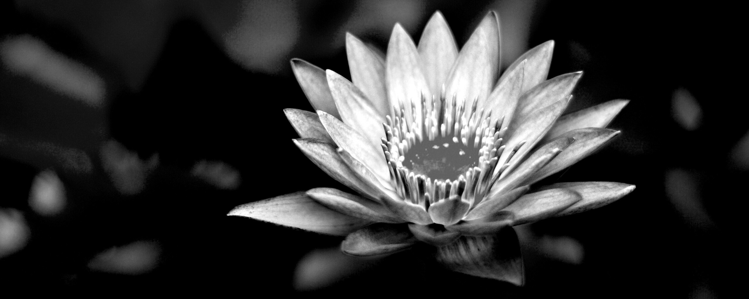 Фиолетовый цветок обои