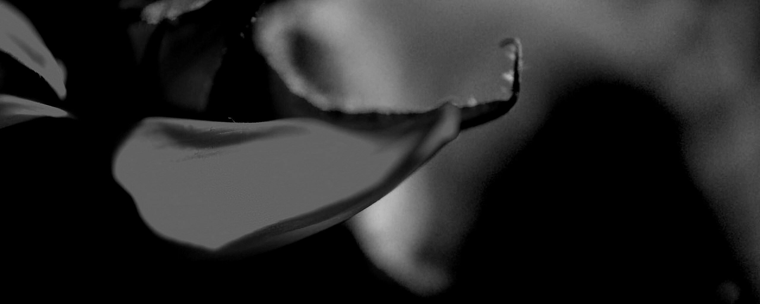 Солнечный цветок обои