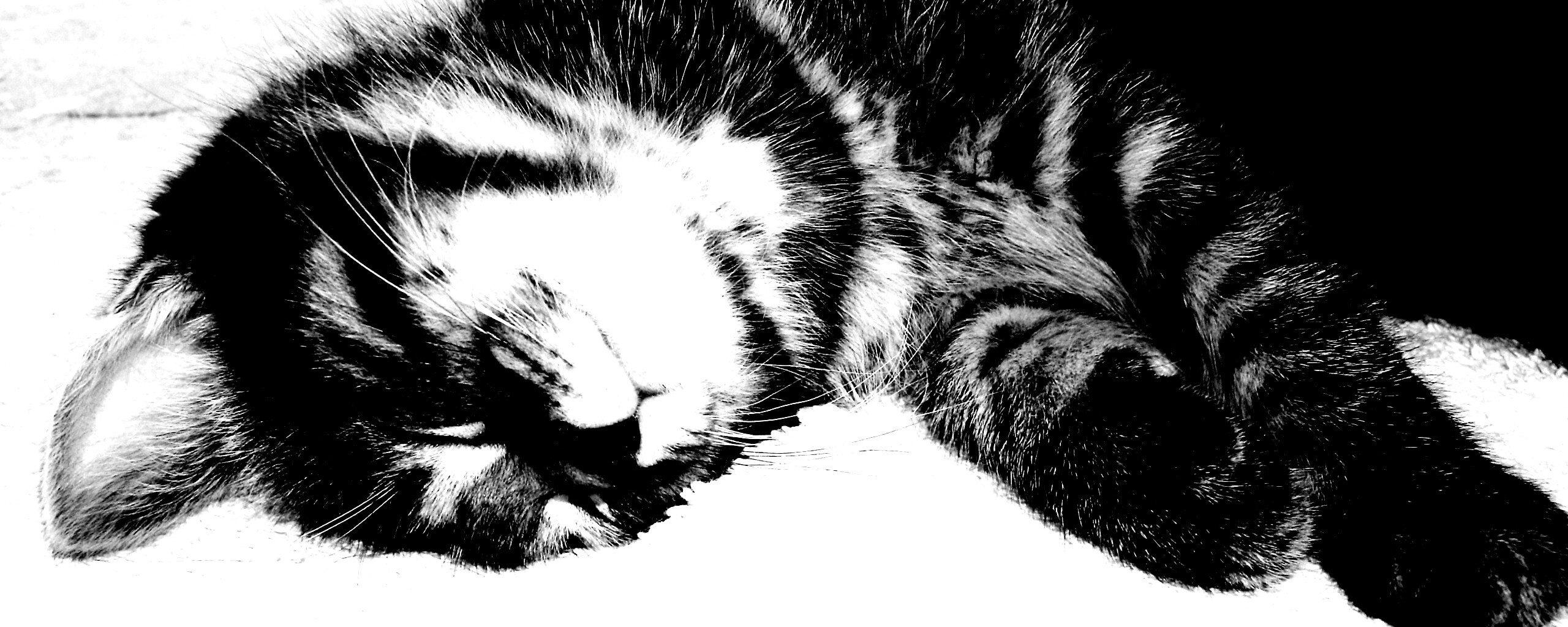 Довольный кот обои