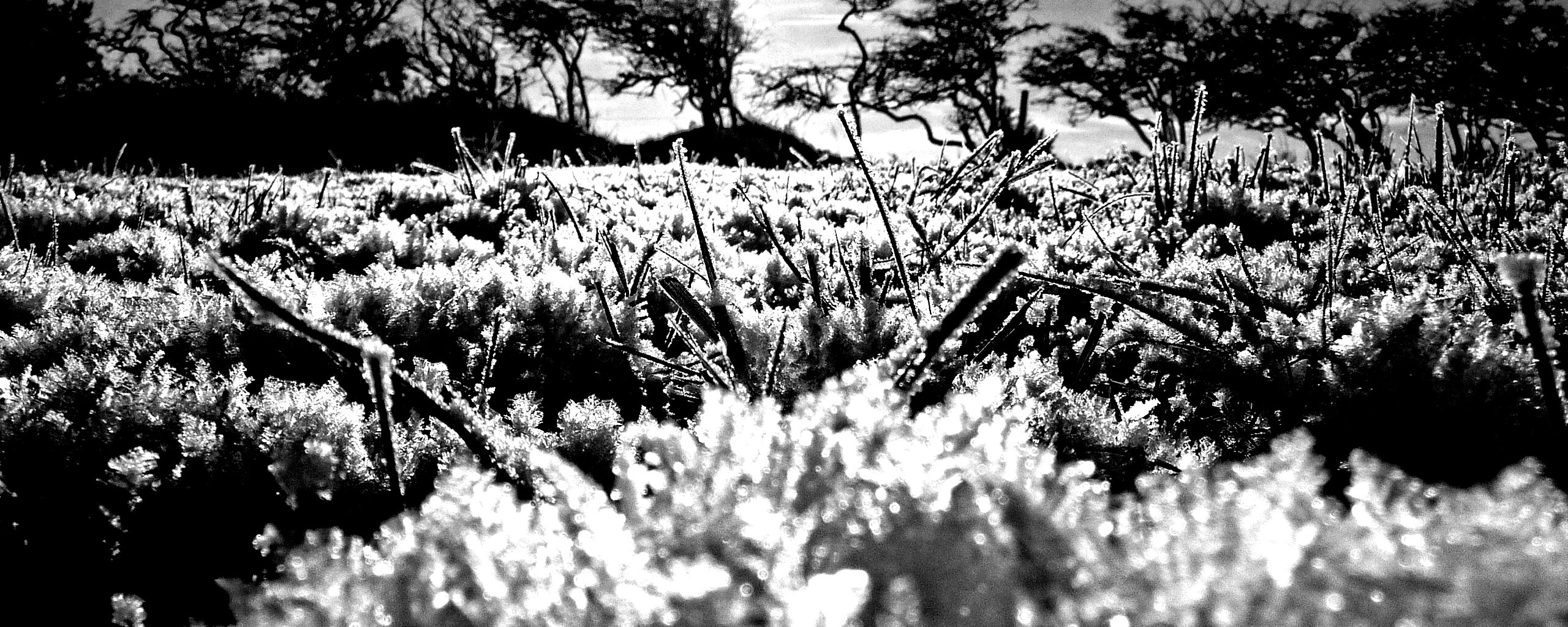 Утренний мороз обои