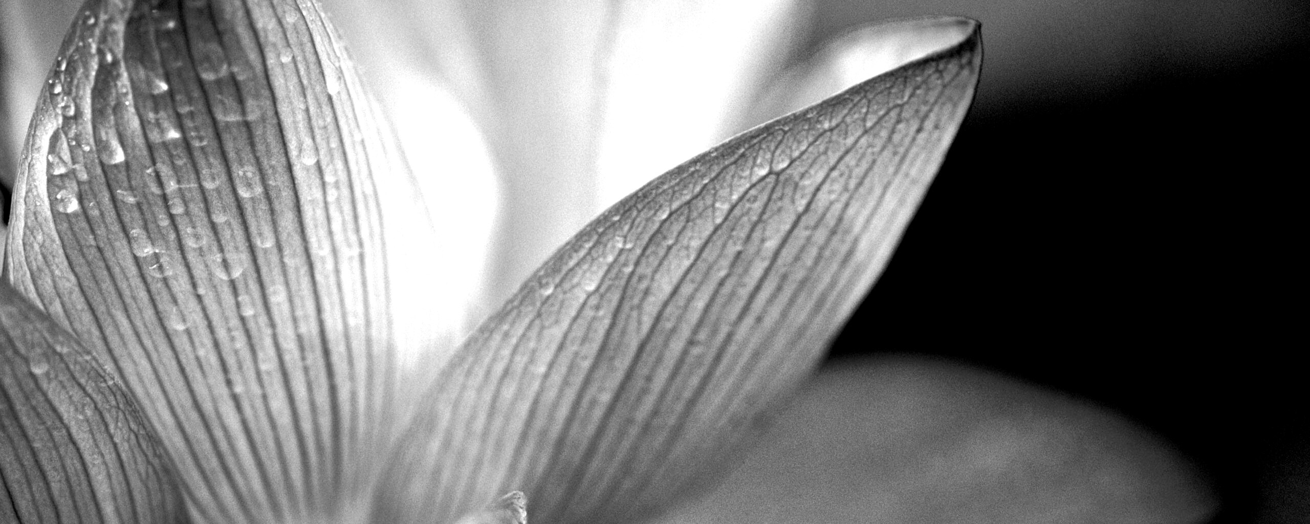 Лепестки цветов обои