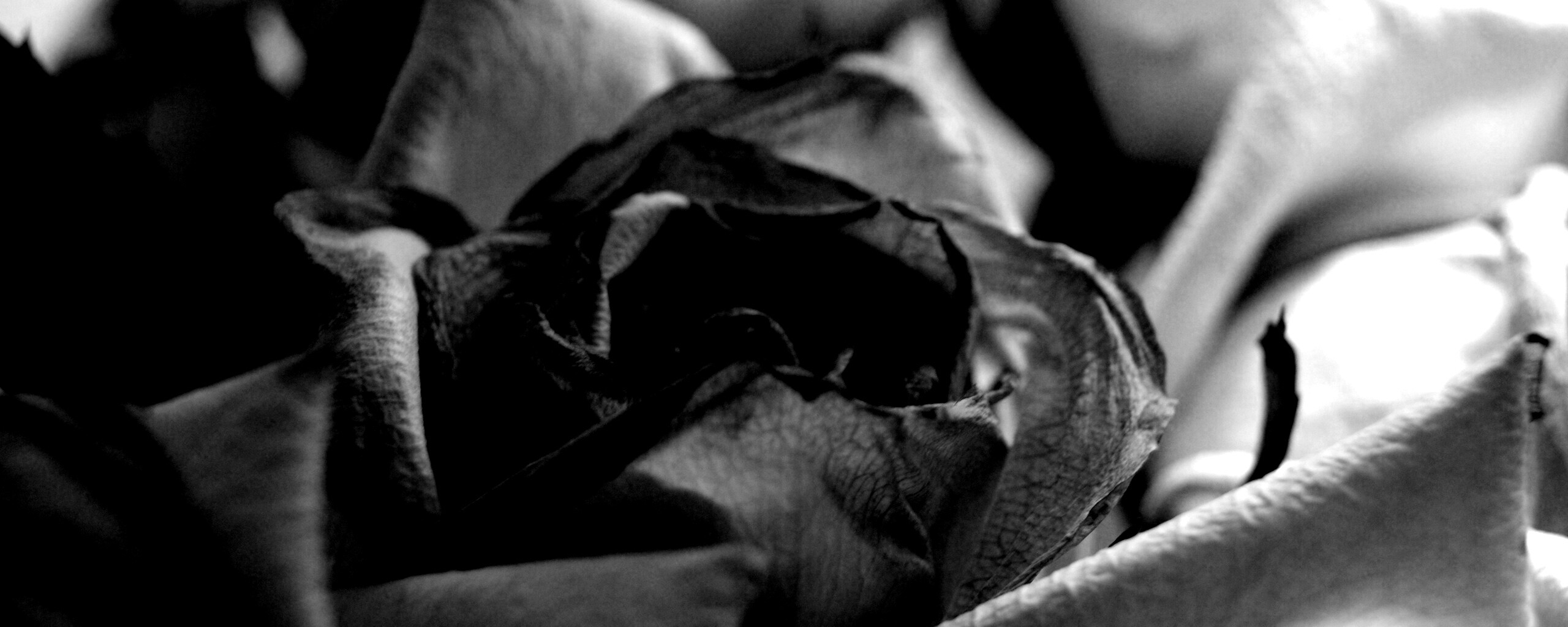 Увядающая роза обои