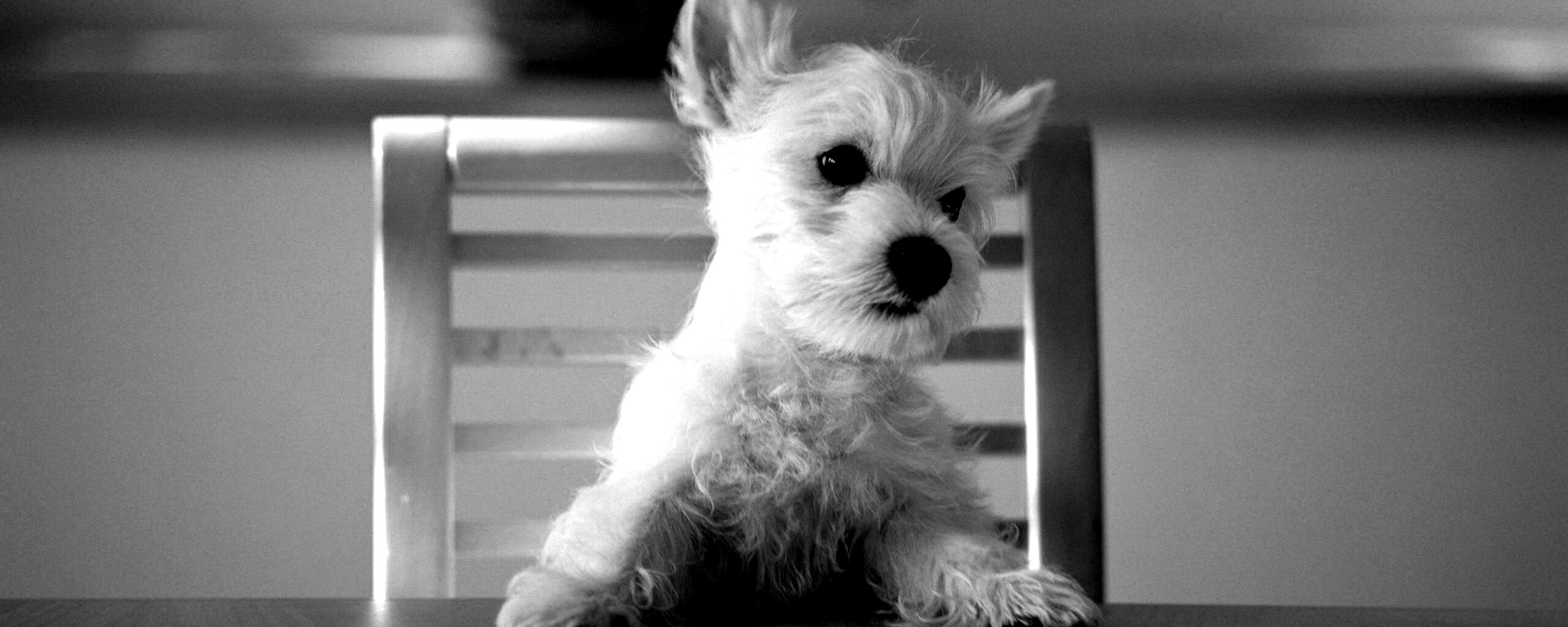 Щенок на стуле обои