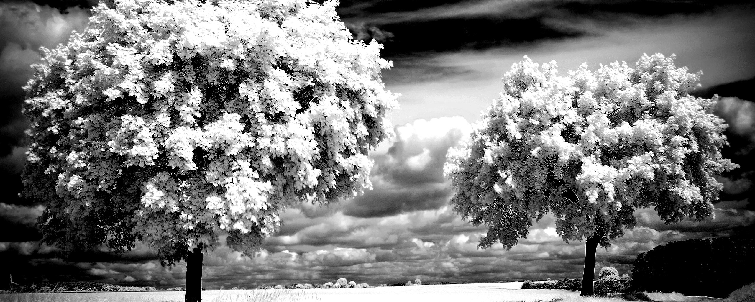 Деревья в цвету обои