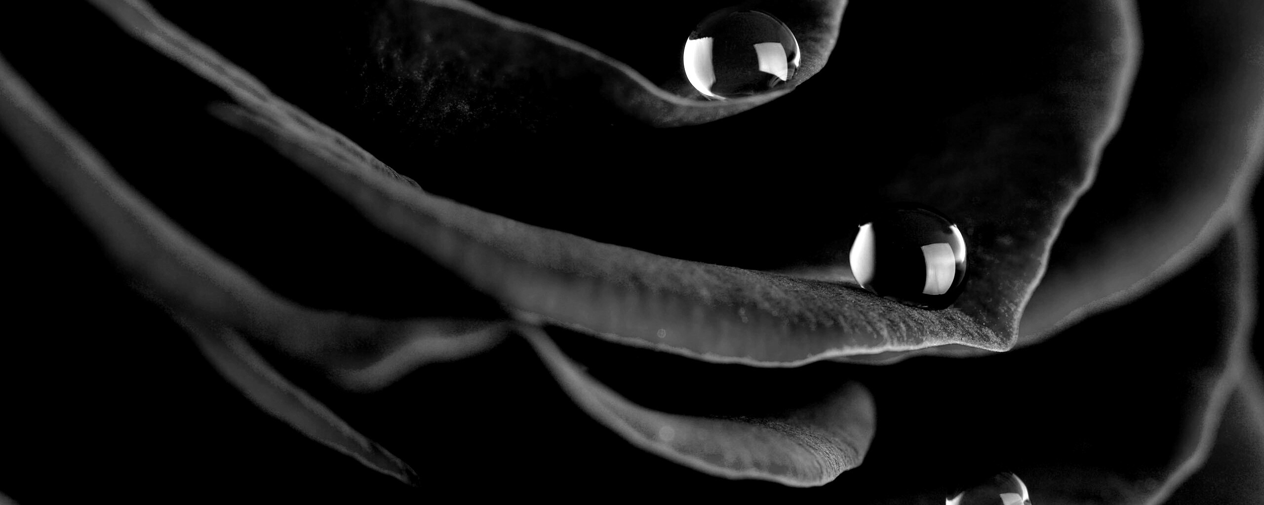 Капли росы на лепестках розы обои