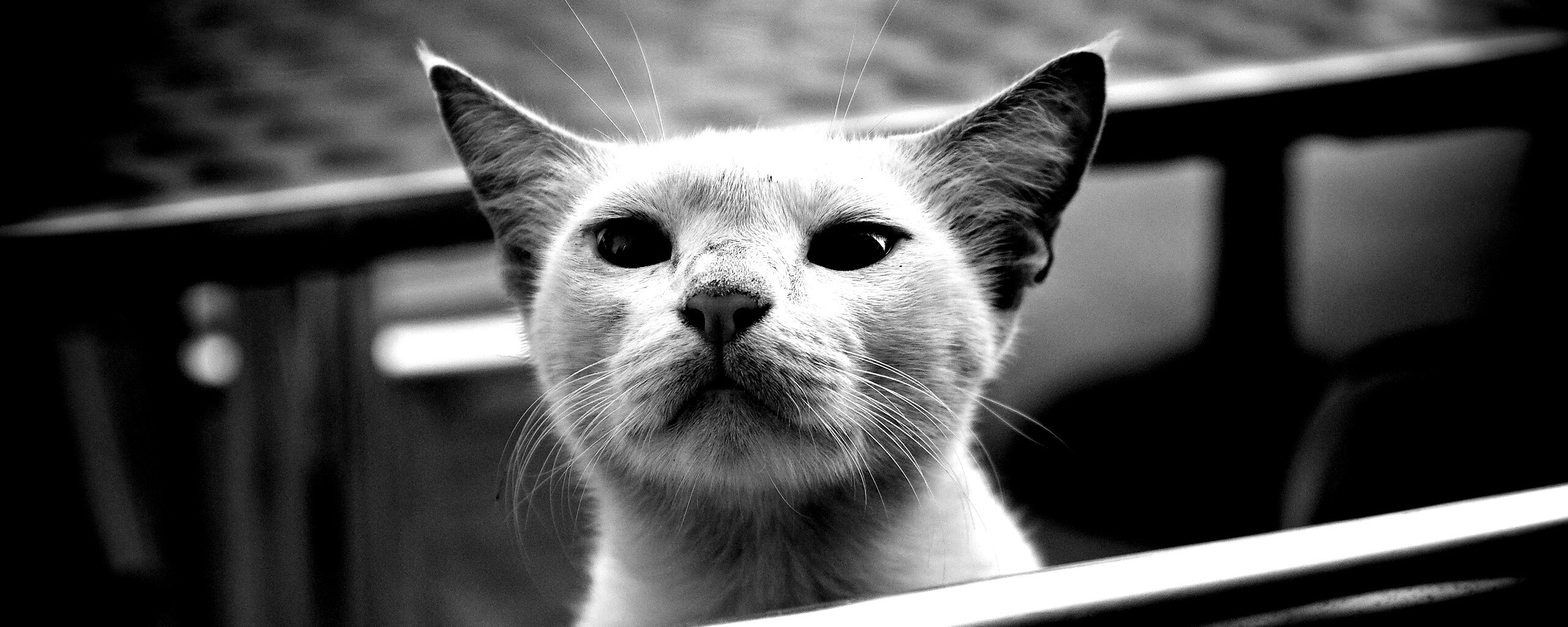 Настороженно принюхивающийся кот обои