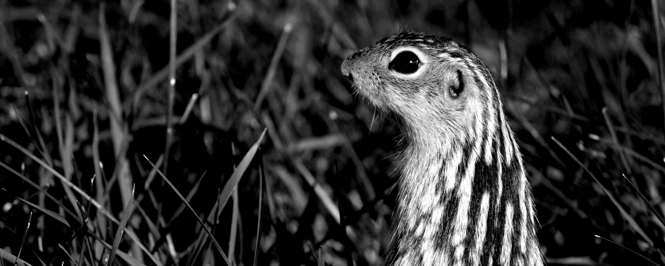 Сурок в стойке обои