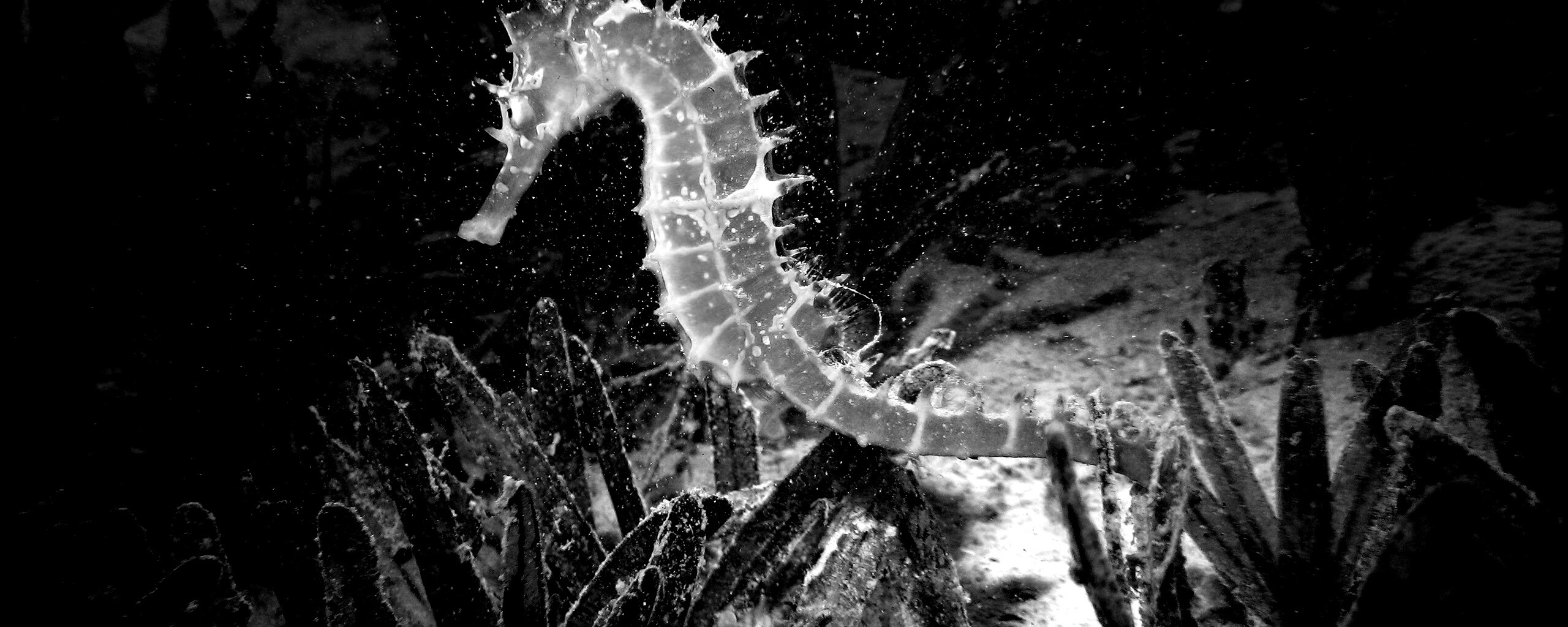 Морской конек обои