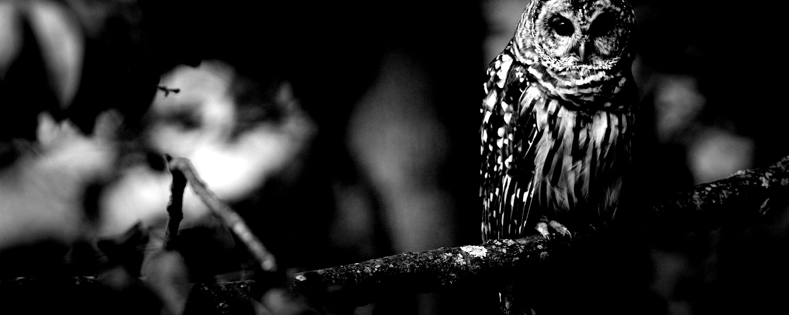 Сова на ветке обои