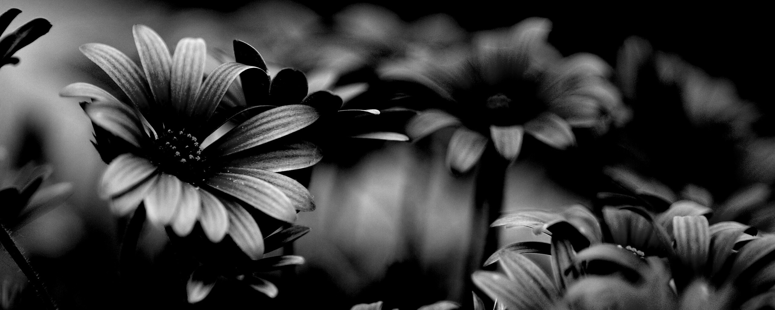 Яркие фиолетовые цветы обои