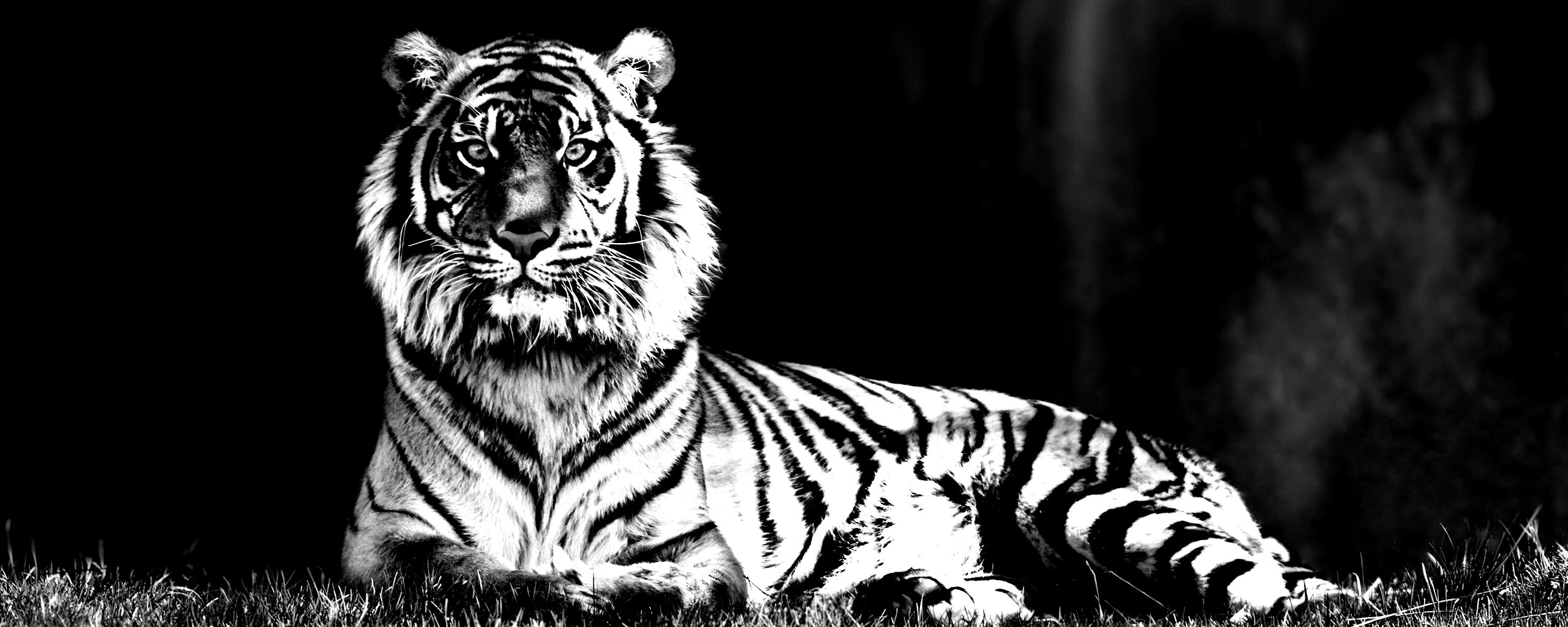 Величественный тигр обои