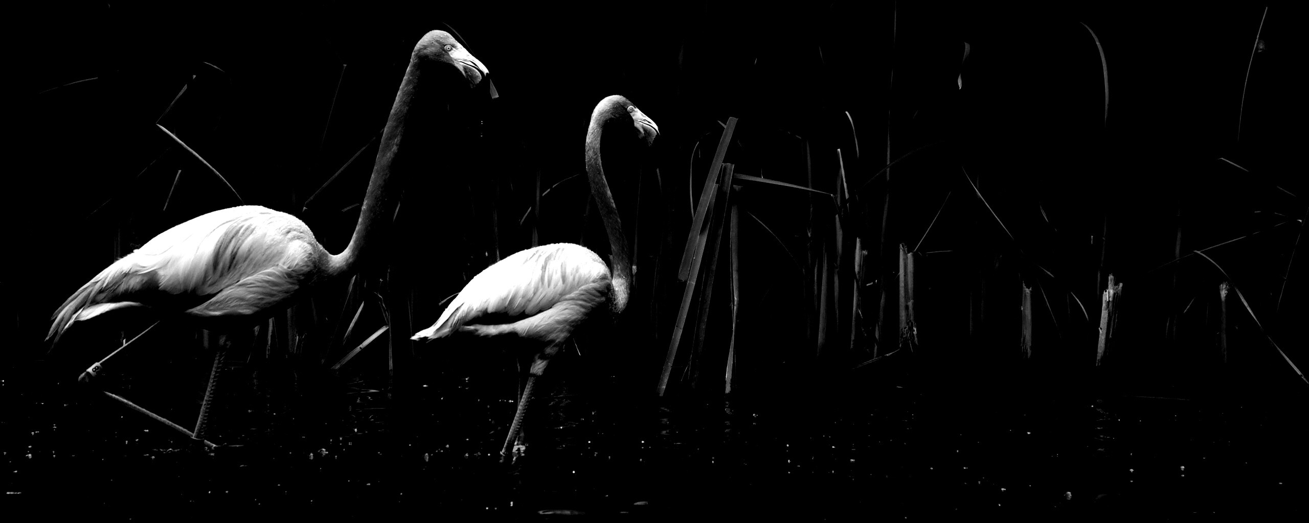 Красивые розовые фламинго на озере обои