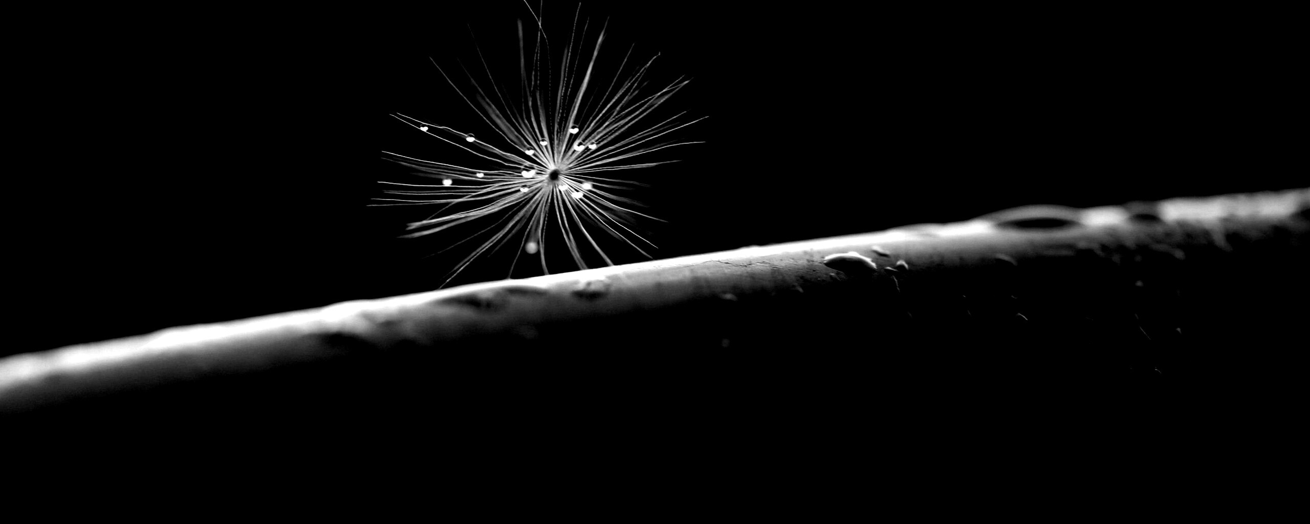 Прилипшая пушинка обои