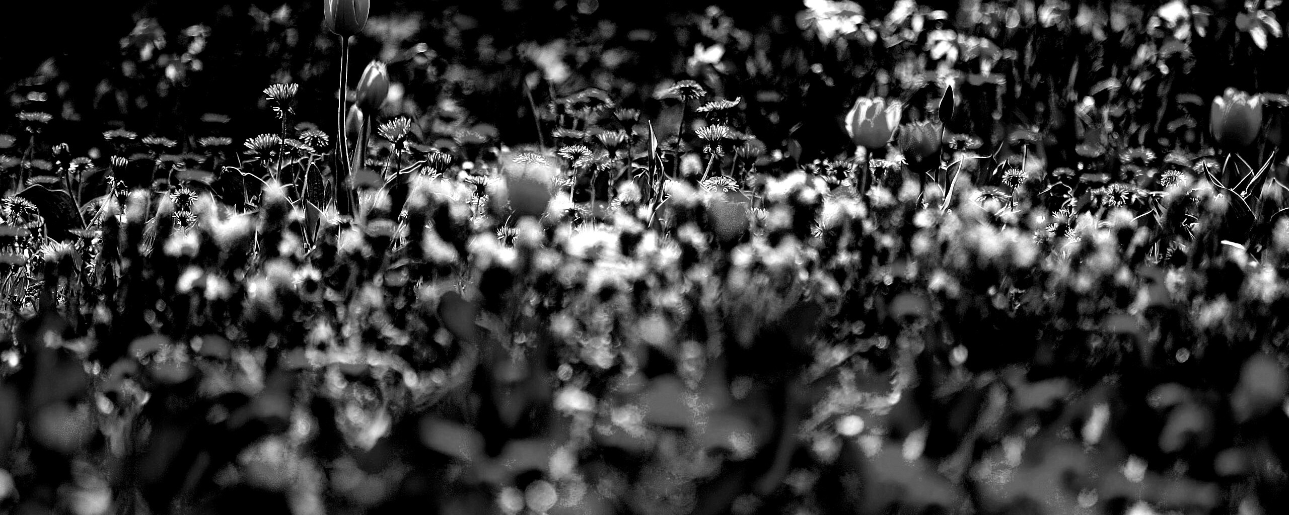 Все краски весны обои