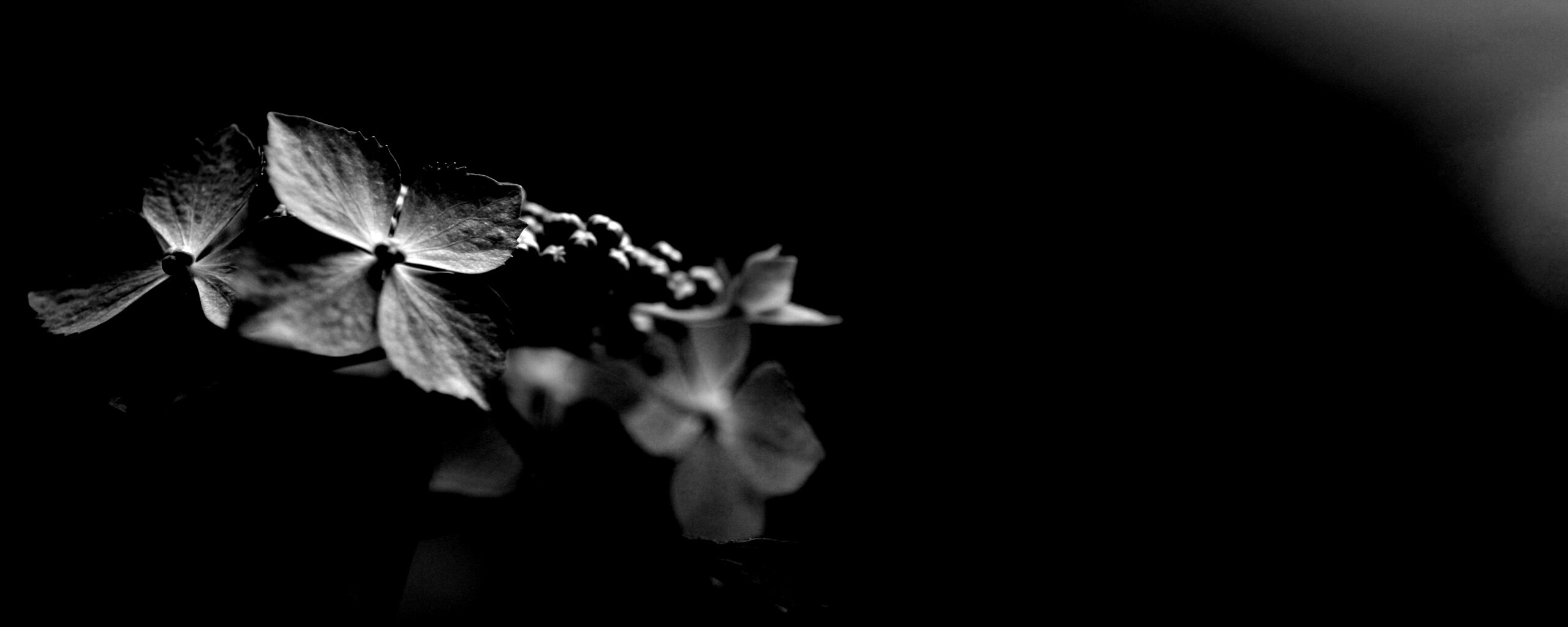 Нежно-синие цветы обои