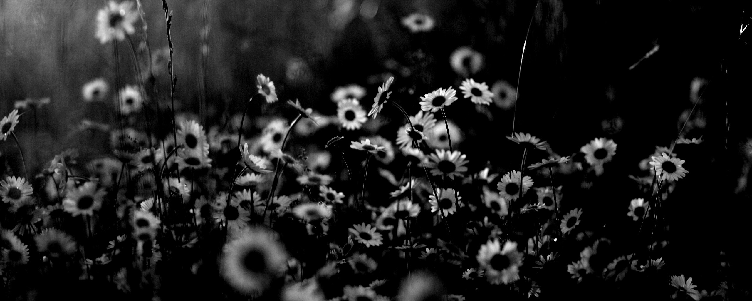 Поле ромашек обои