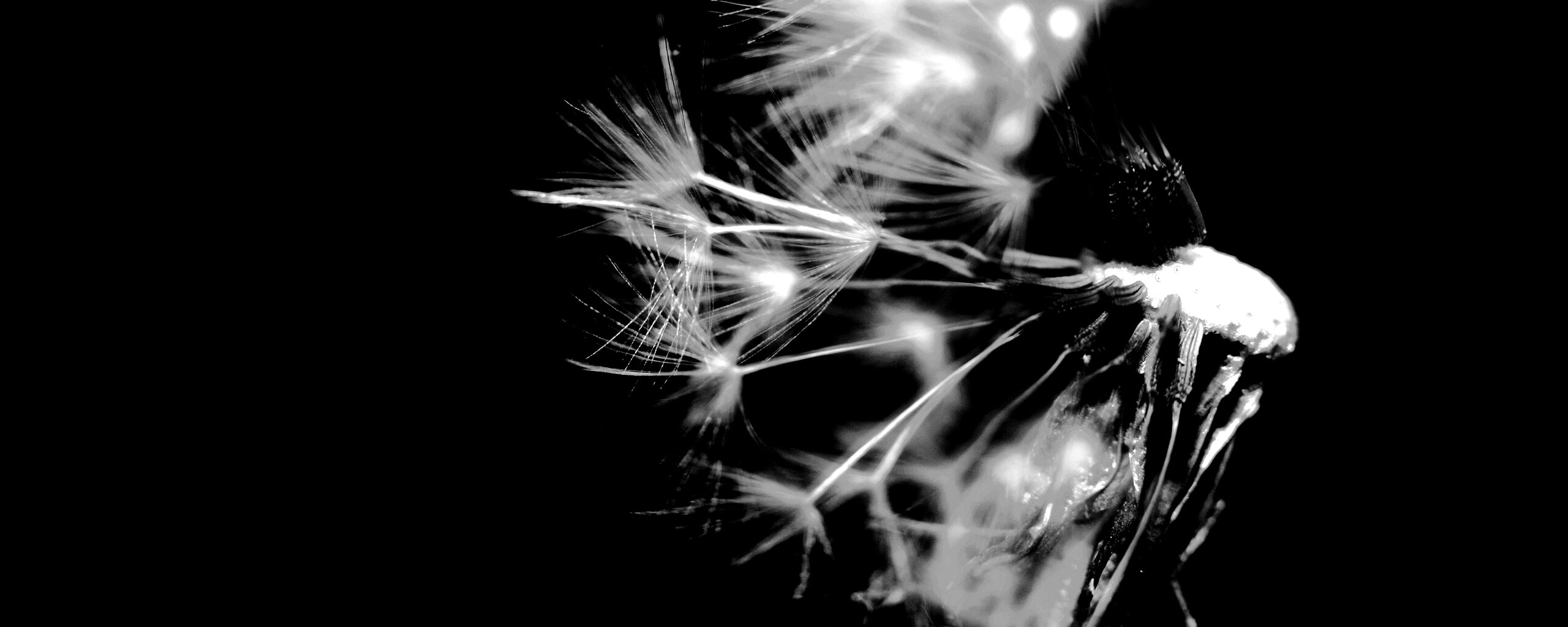 Сдутый одуванчик обои