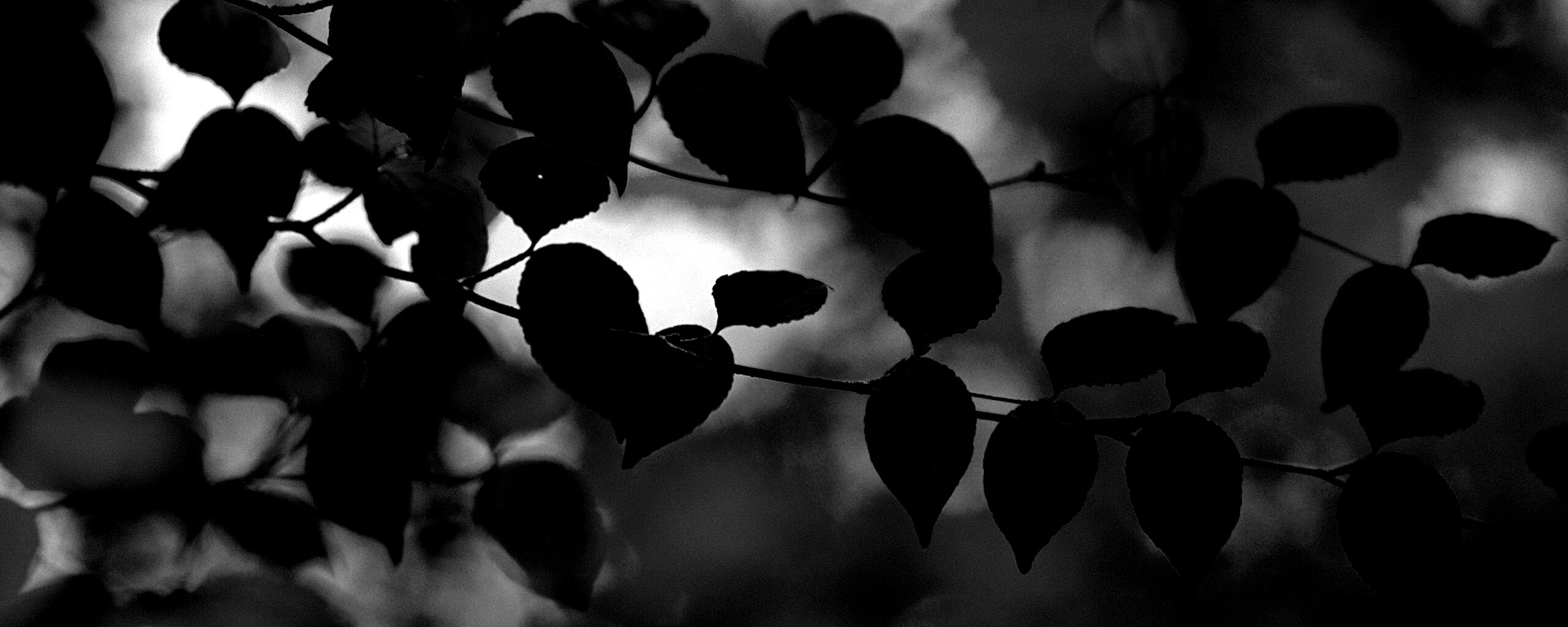 Ветка яркой зелени обои