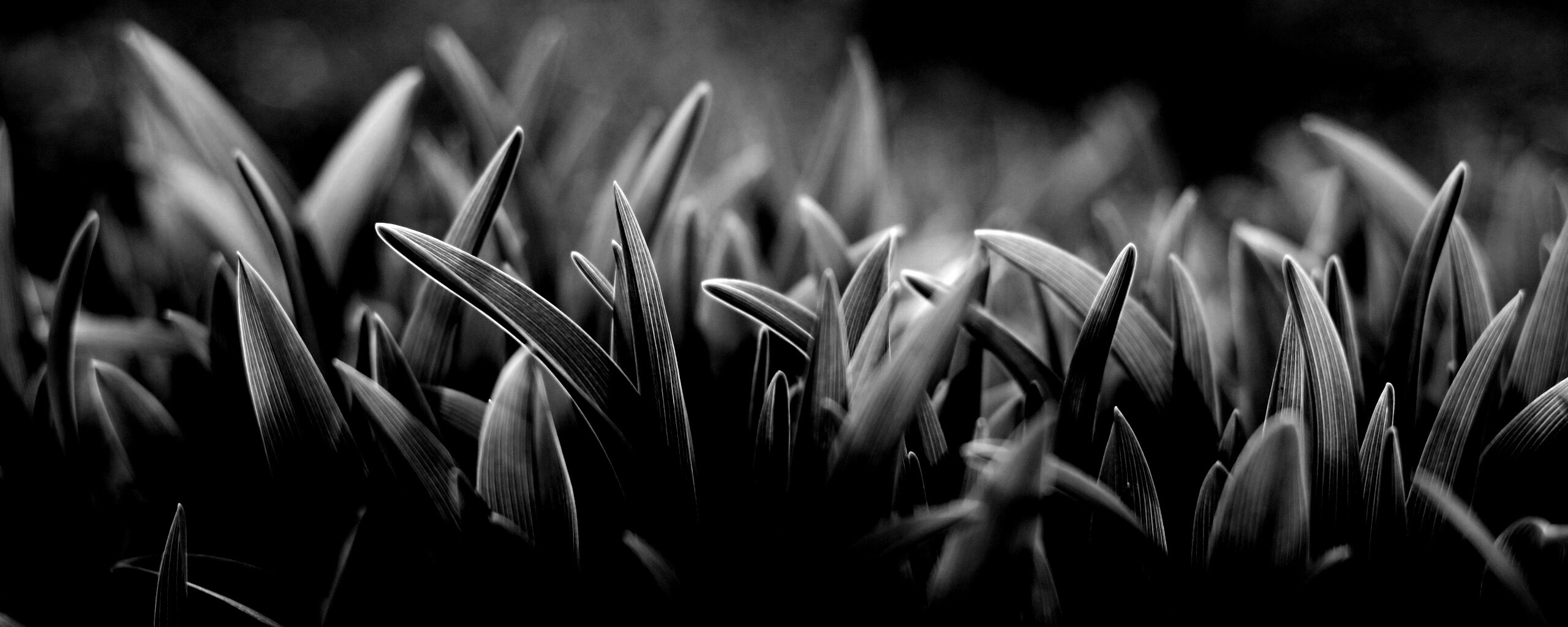 Сочная нежная трава обои