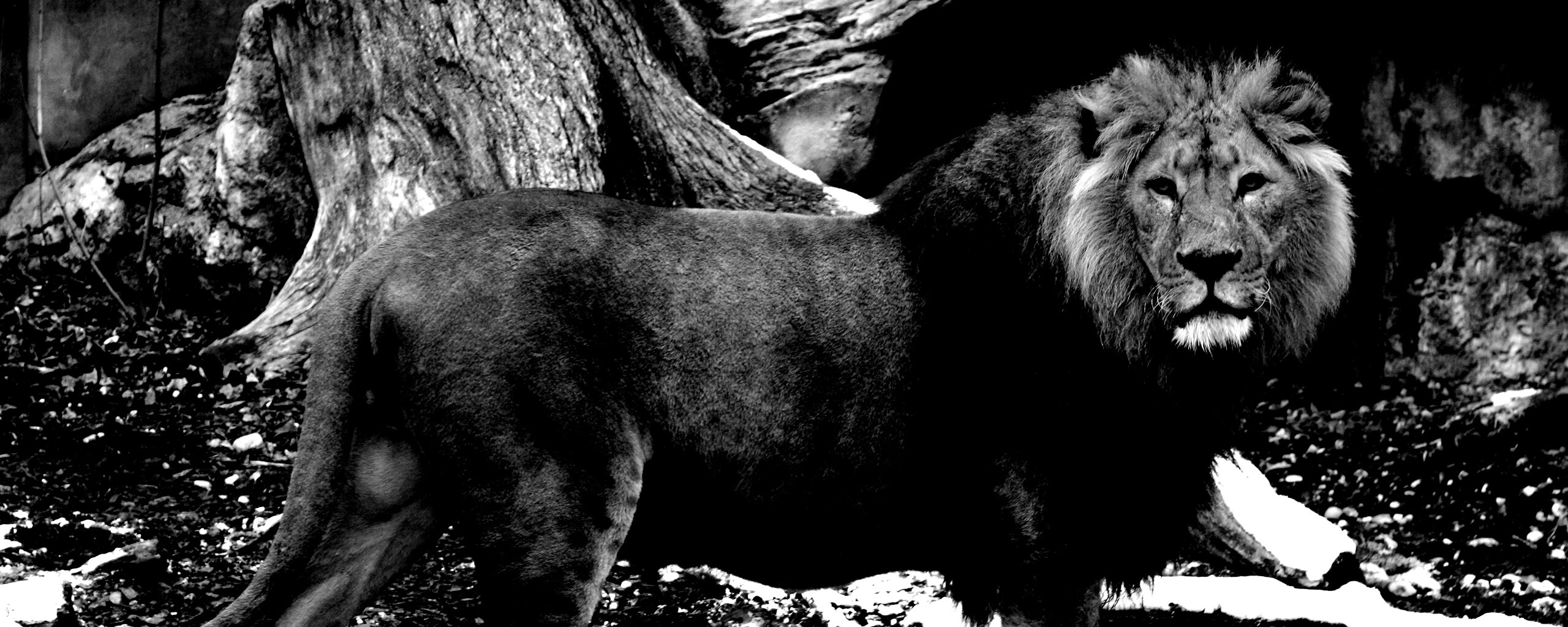 Красивый лев в лесу обои