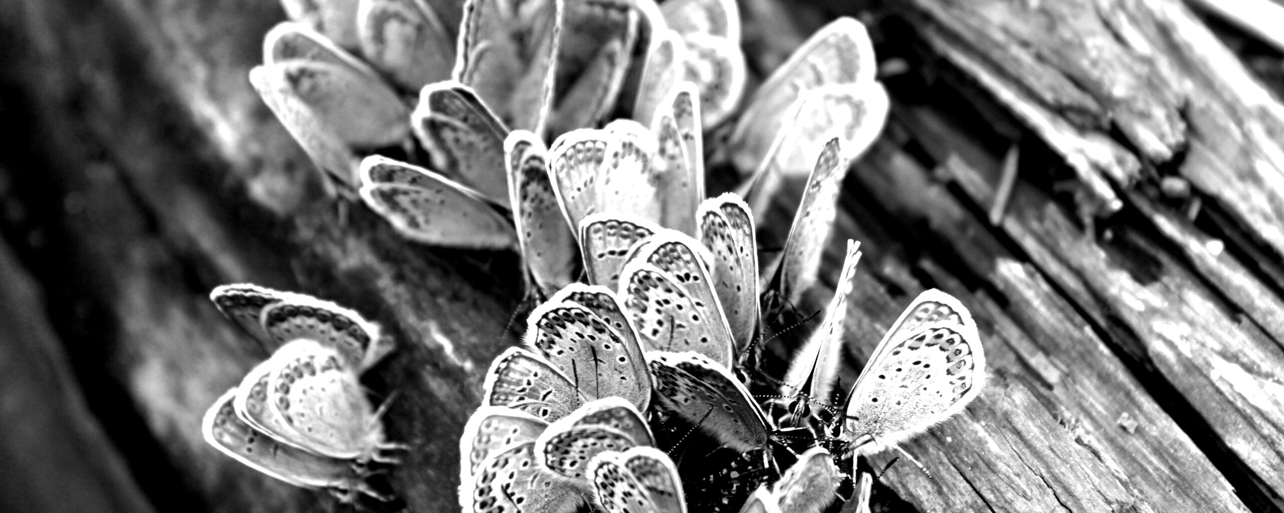 Голубые бабочки обои