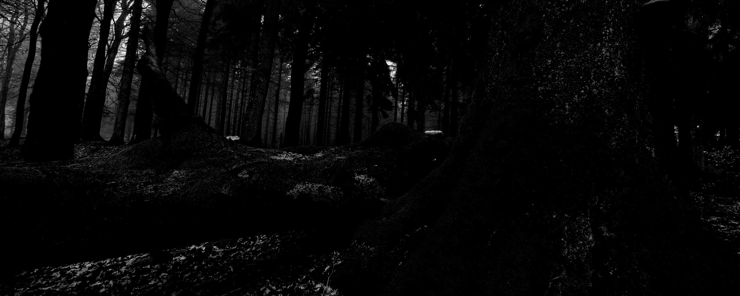 Дерево, поросшее мхом обои