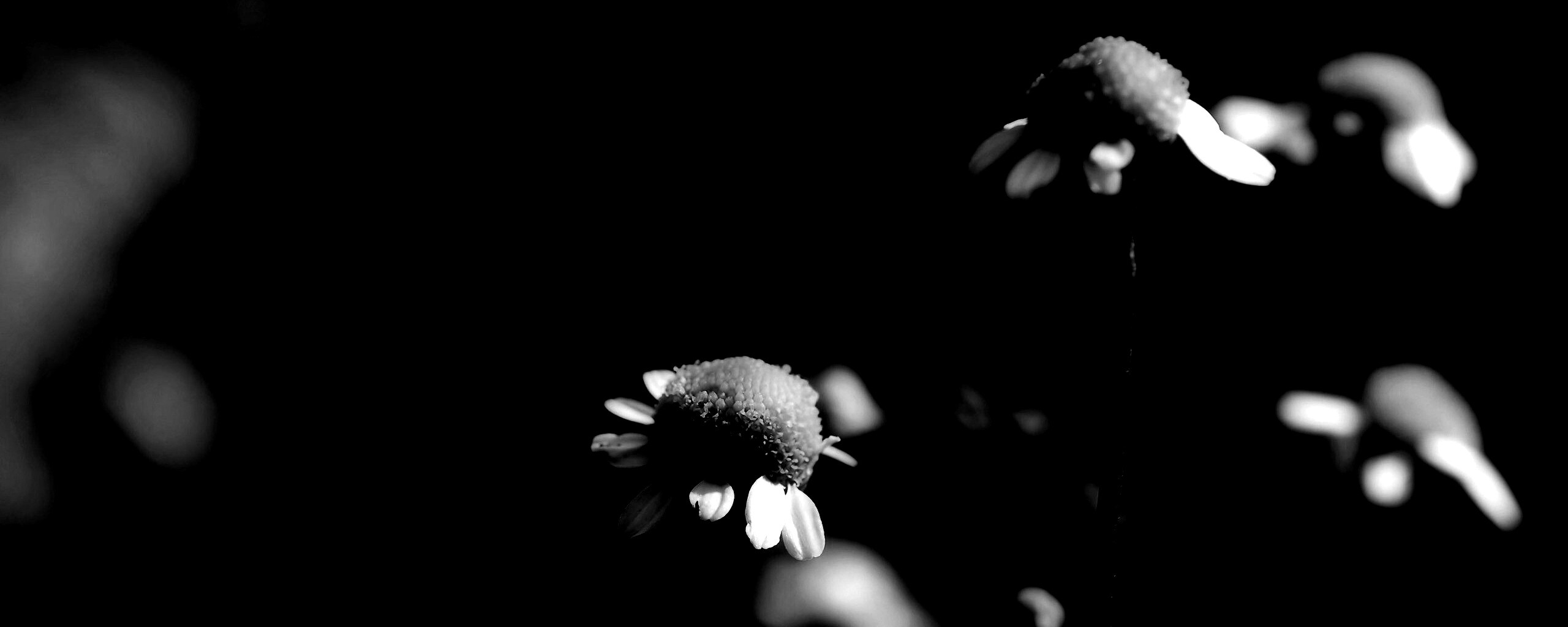 Стремный лепестун обои