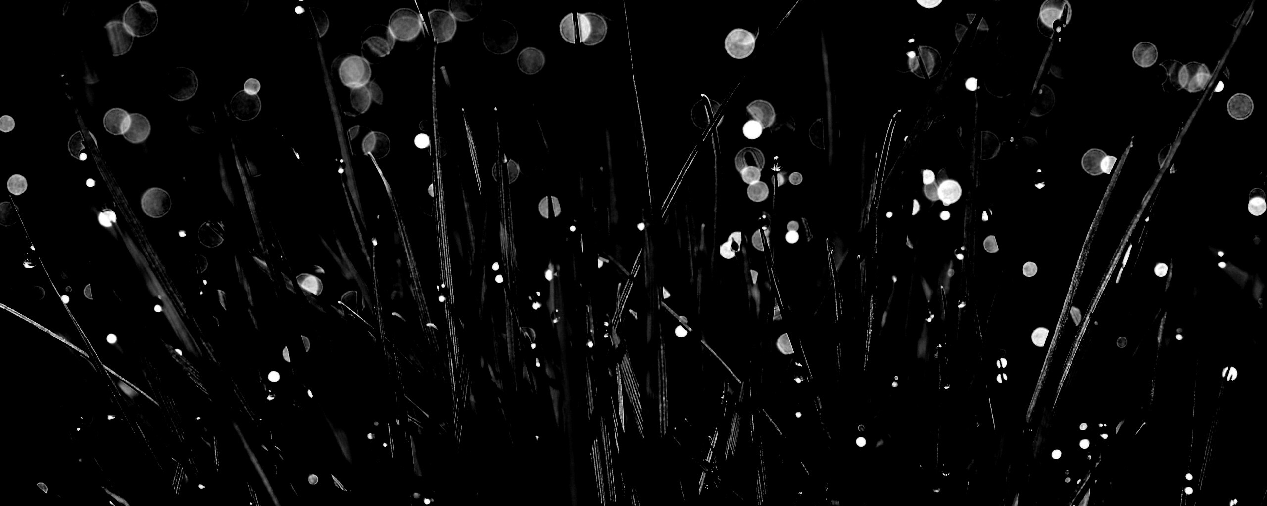 Трава ночью обои