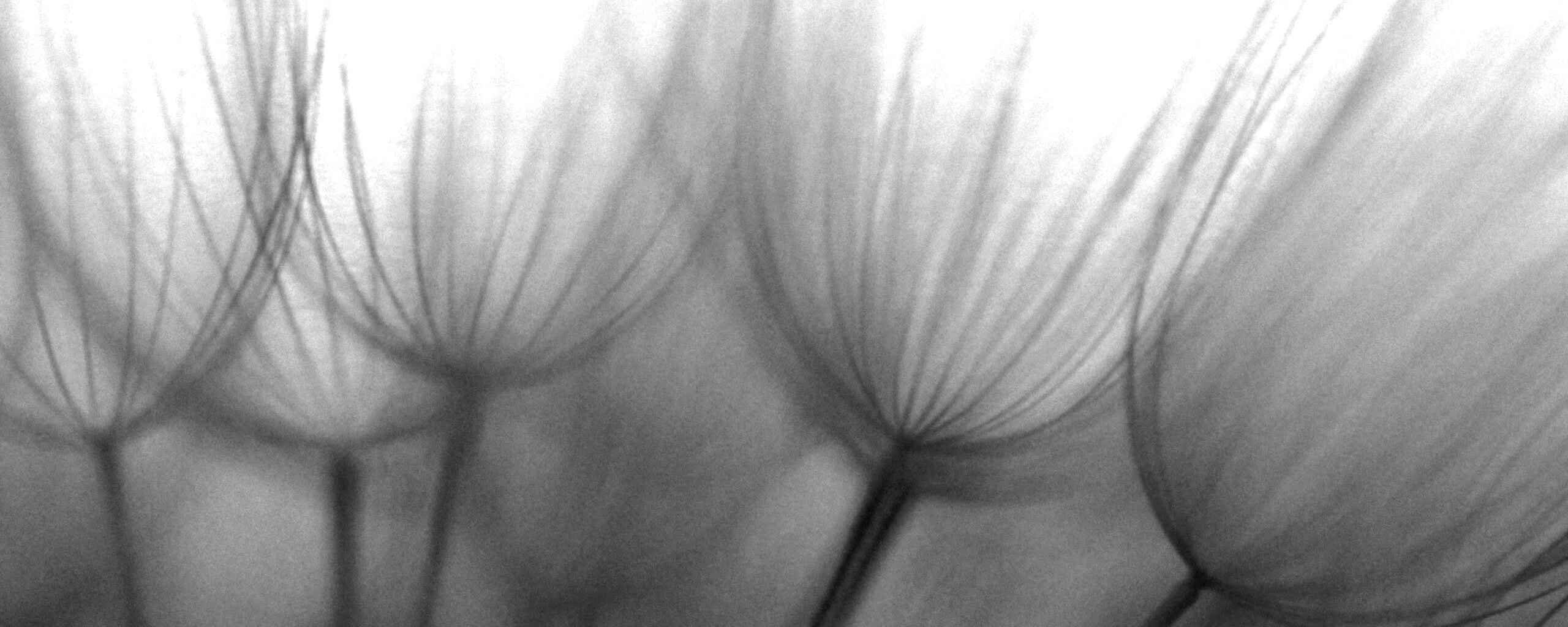 Рисунок одуванчика обои