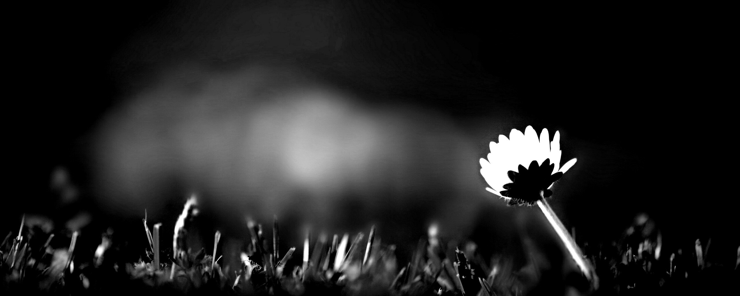 Цветок на траве обои