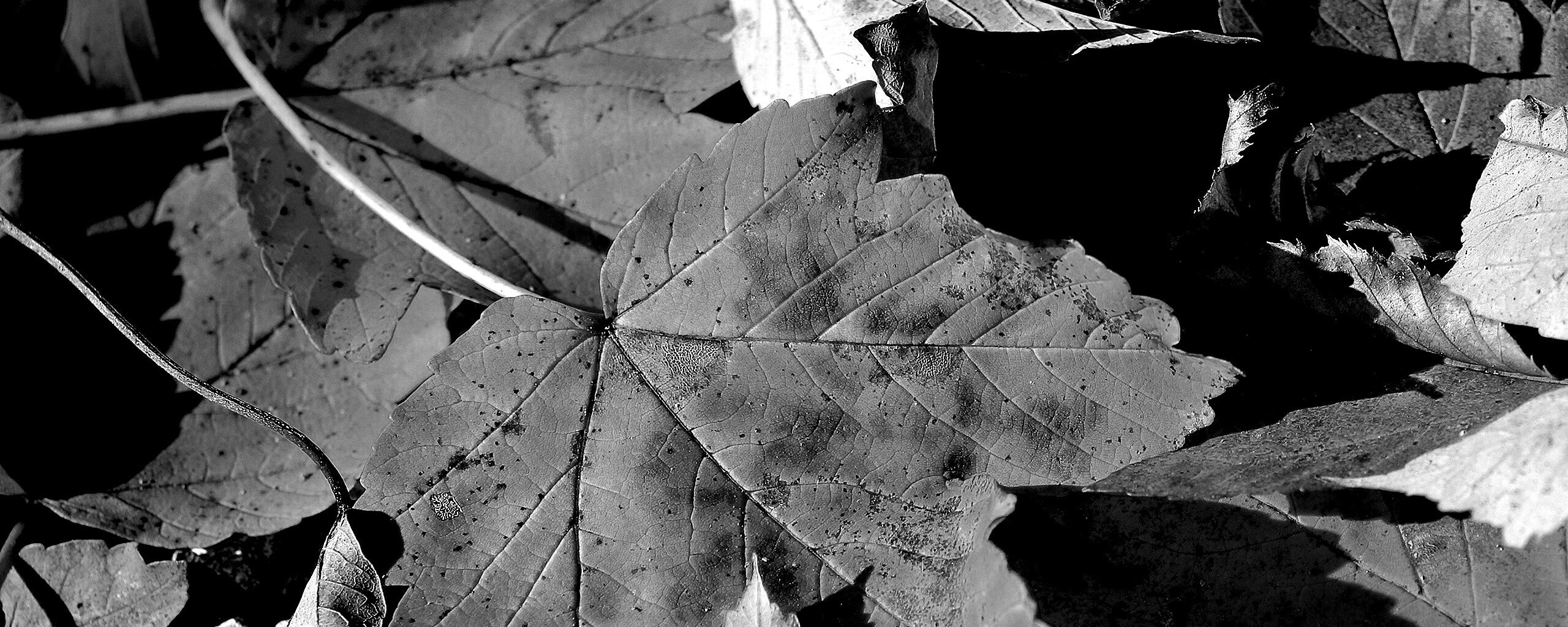 Осенние листья обои