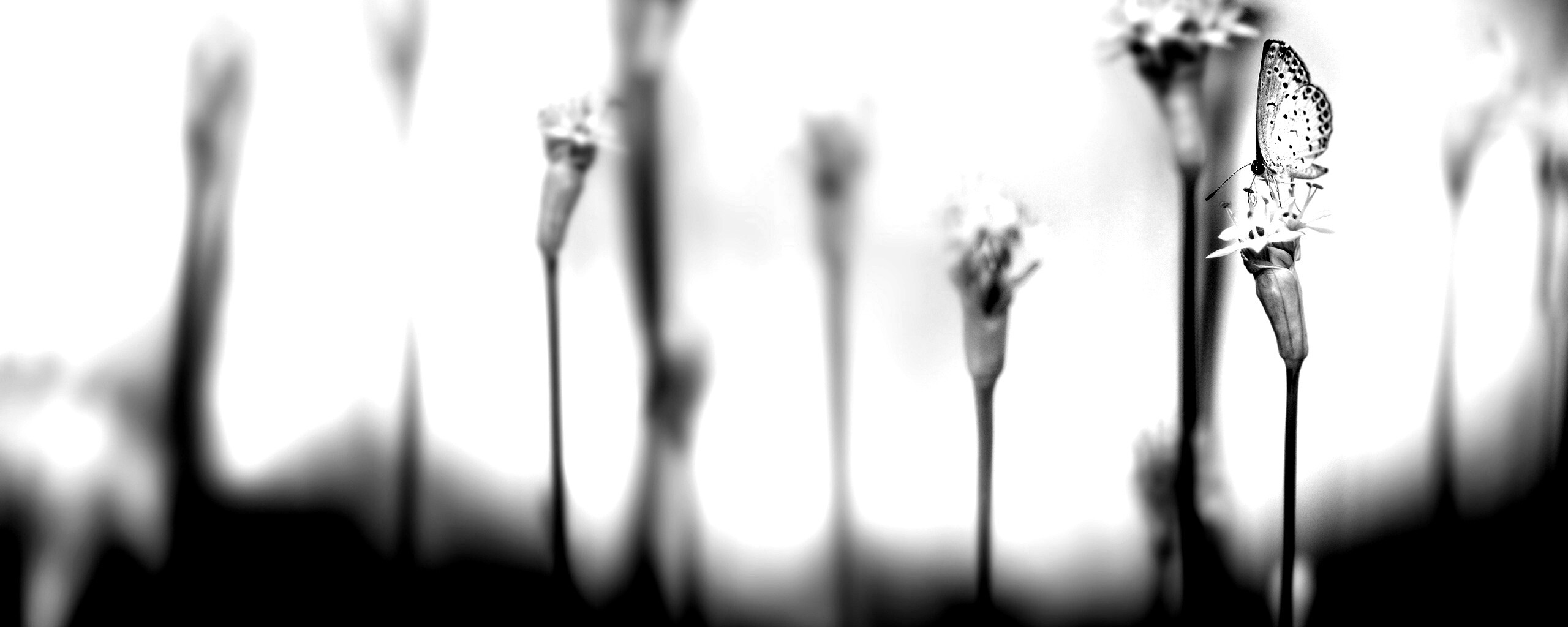 Бабочка на цветке обои