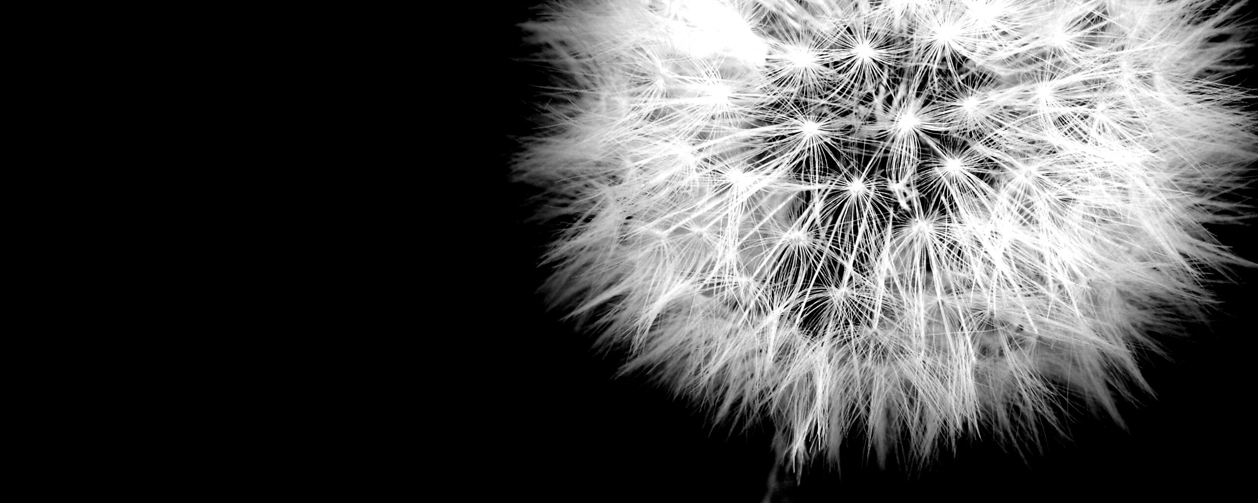 Одуванчик обои