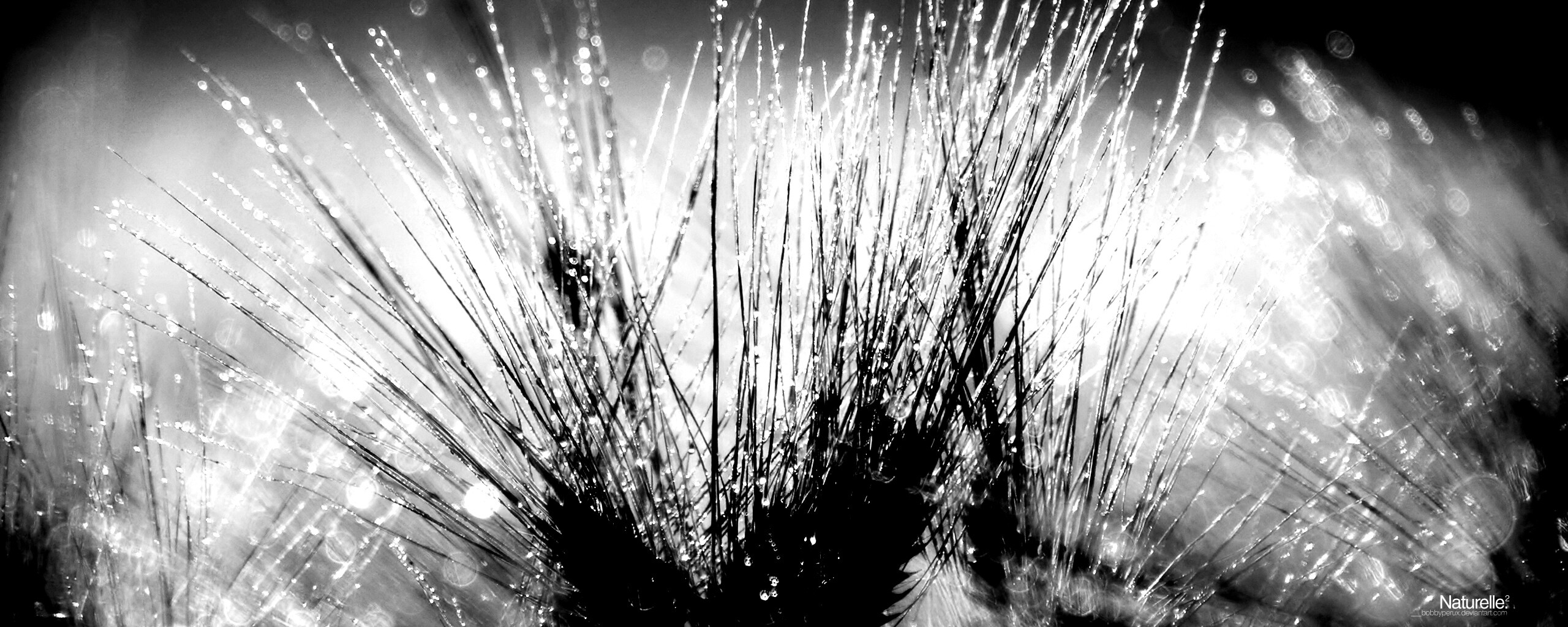 Трава на солнце обои