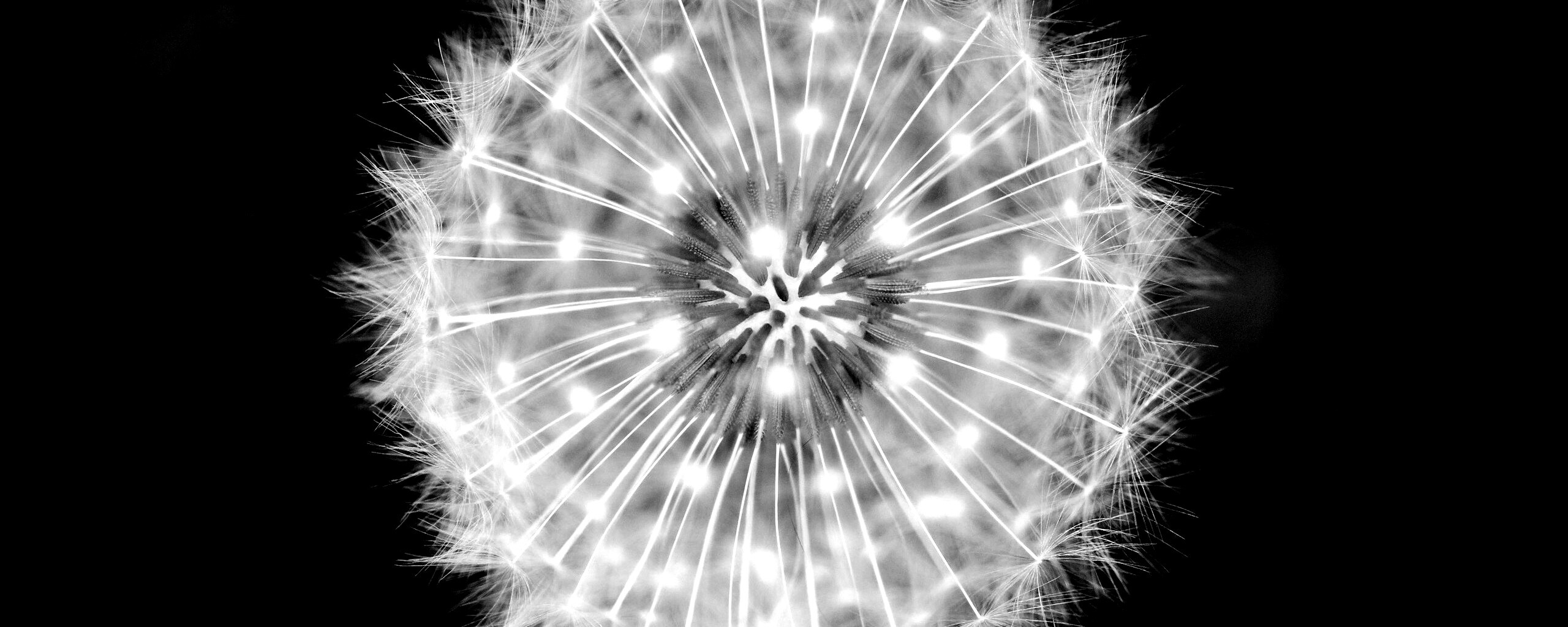 Макро фотография одуванчика обои