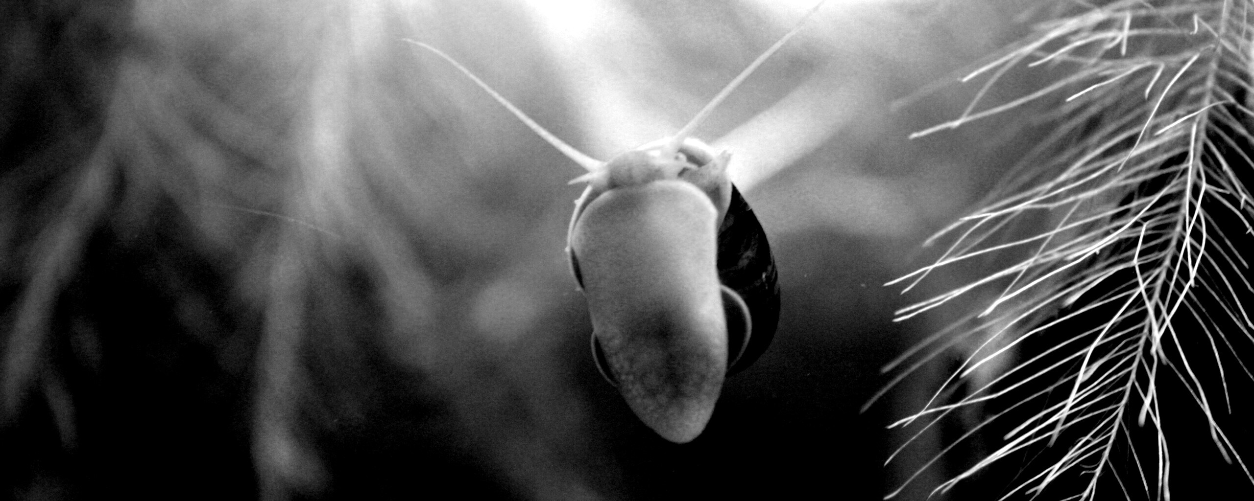 Летящее насекомое обои