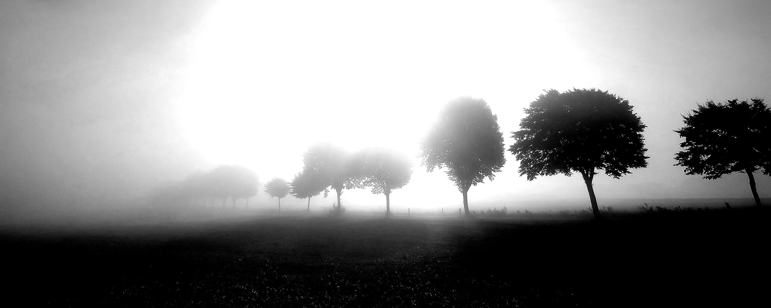 Деревья в поле обои