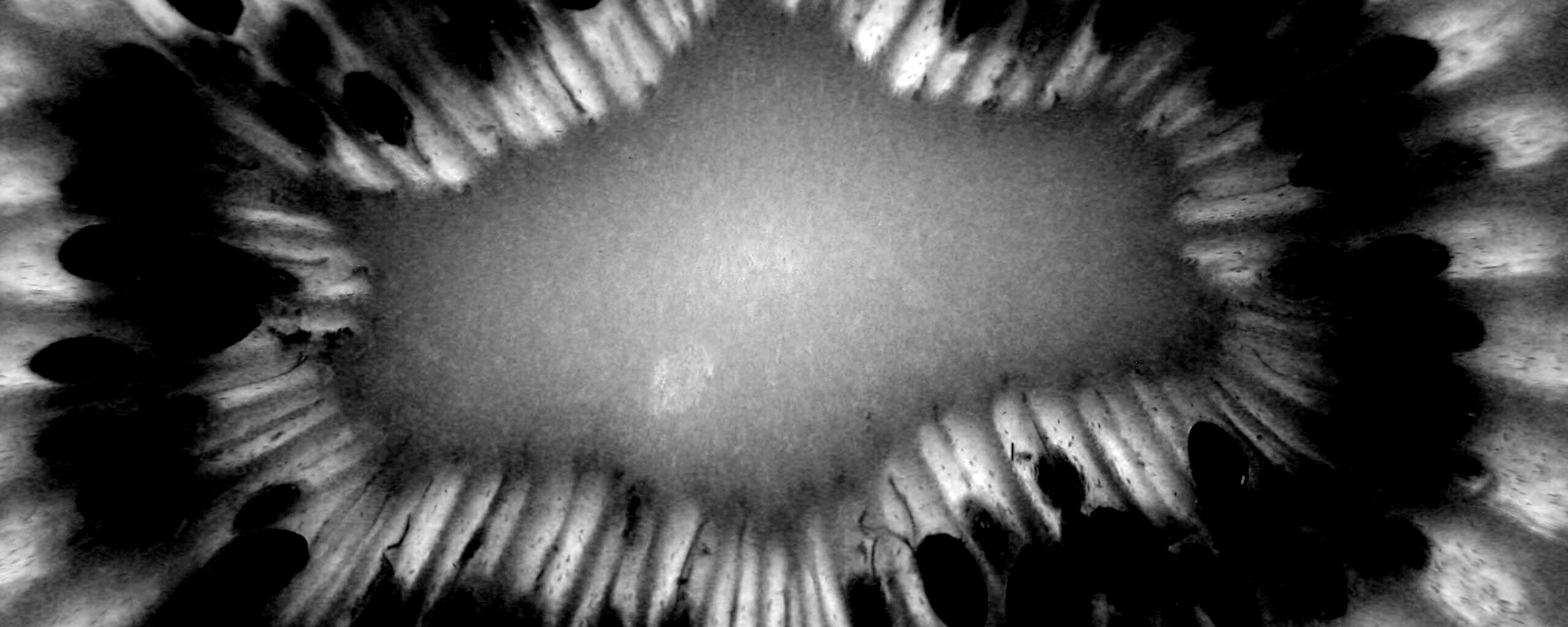 Макро фото киви в разрезе обои