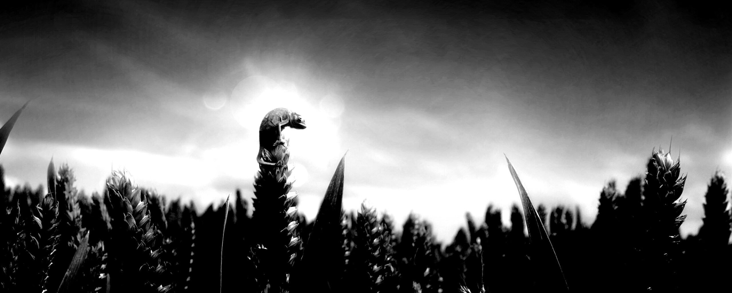 Маленький хамелеон на травинке обои