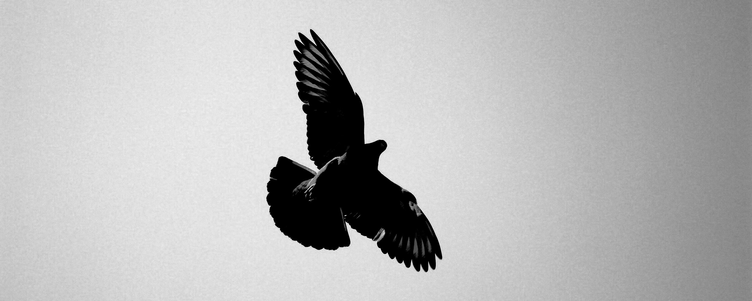 Голубь в полёте обои