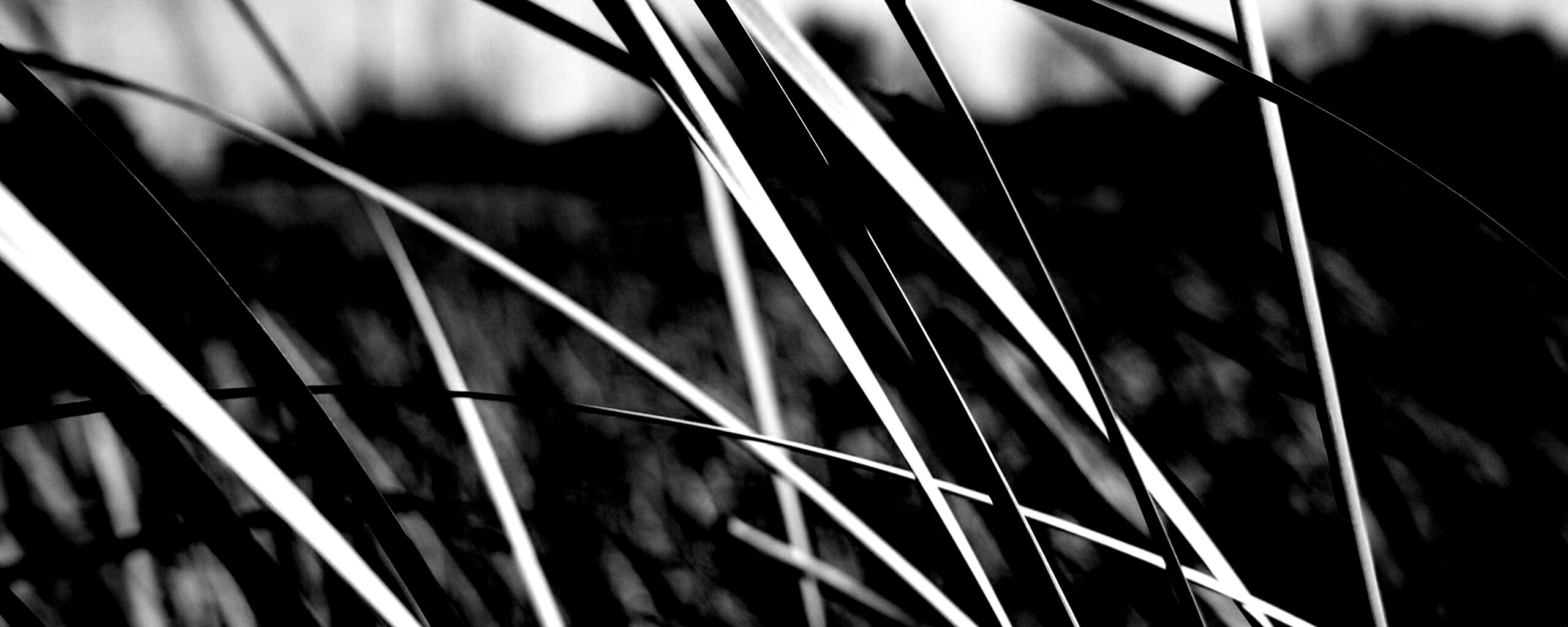 Желтая трава обои