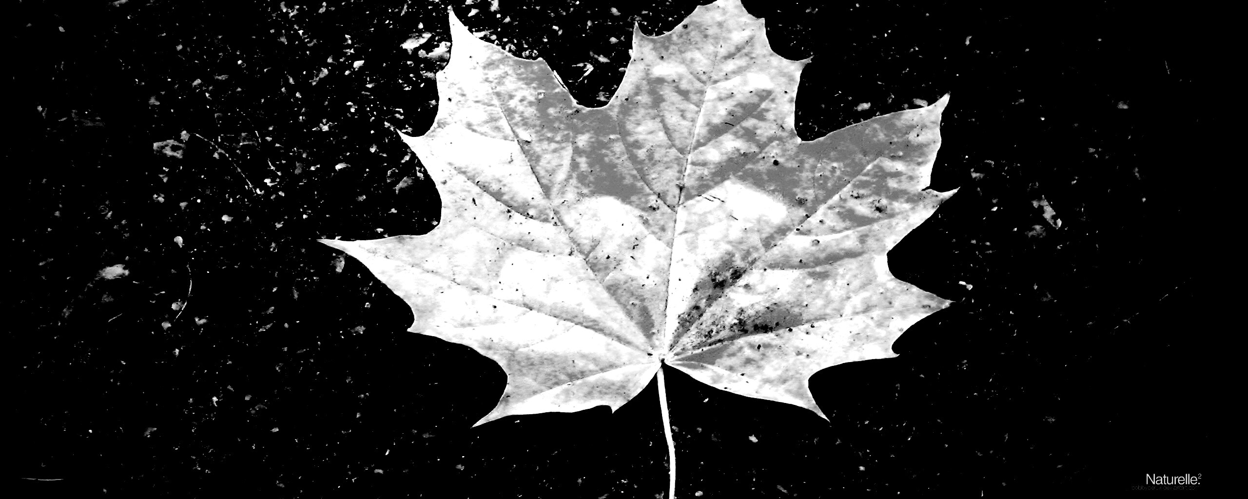 Желтый лист обои