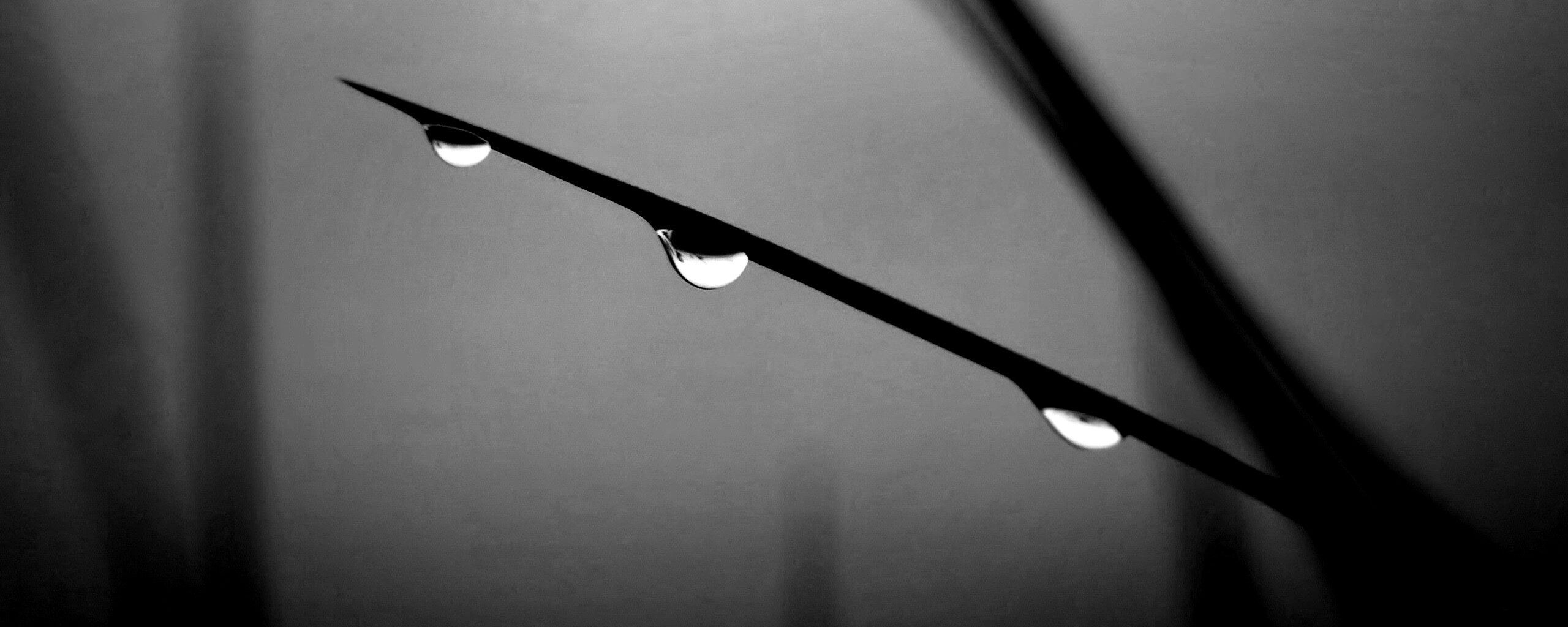 Трава после дождя обои