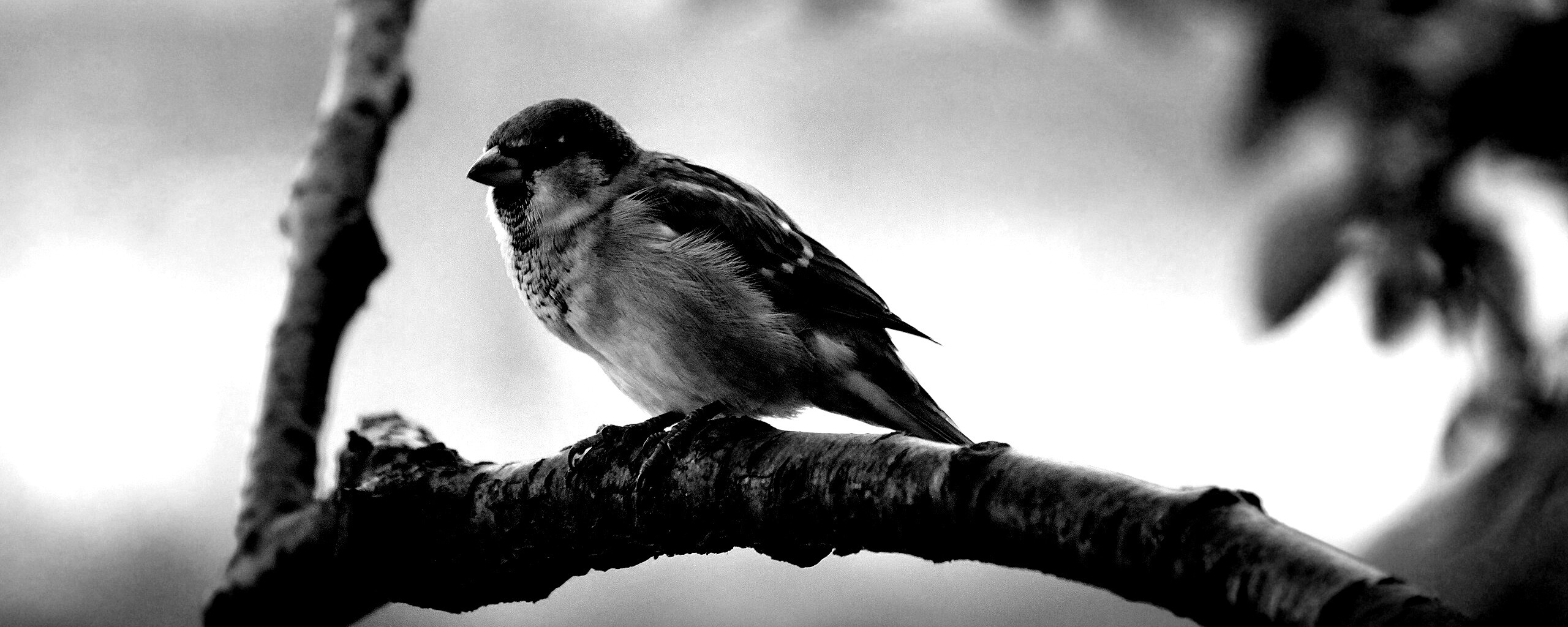 Птичка на ветке обои