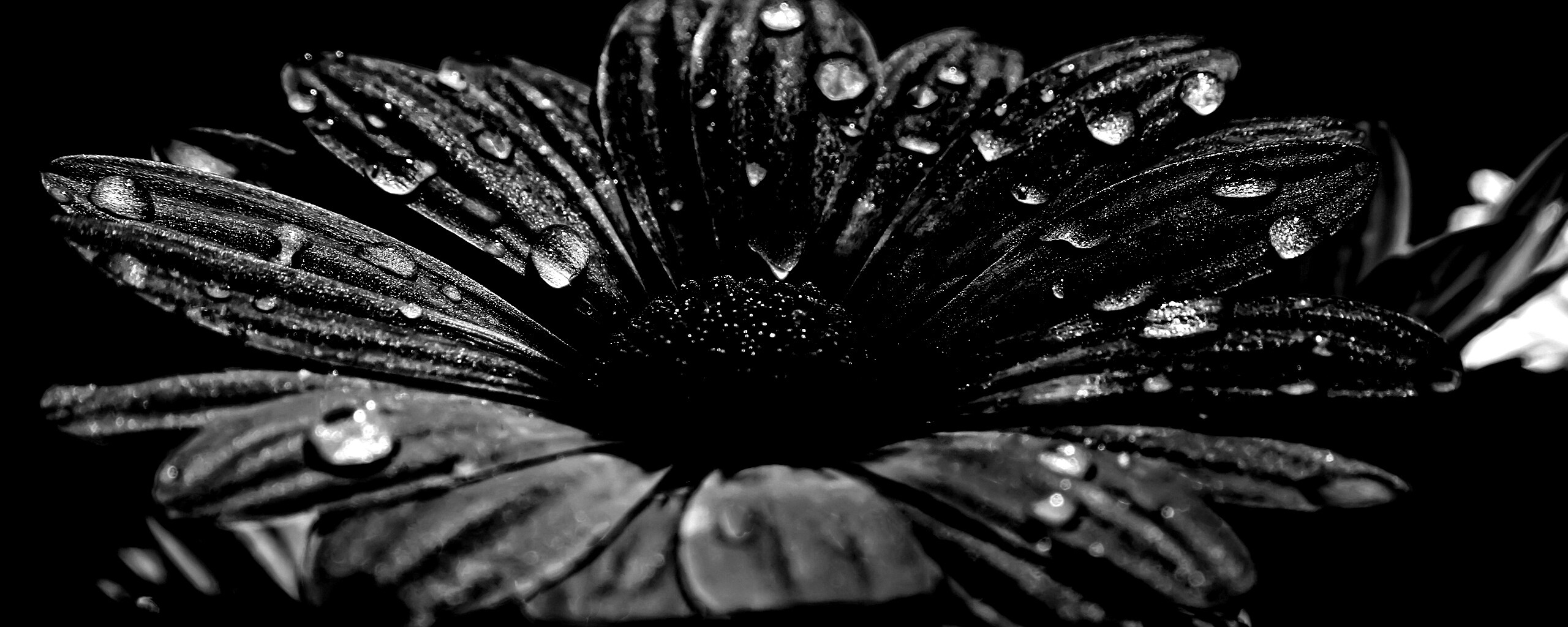 Мокрый от росы фиолетовый цветок обои