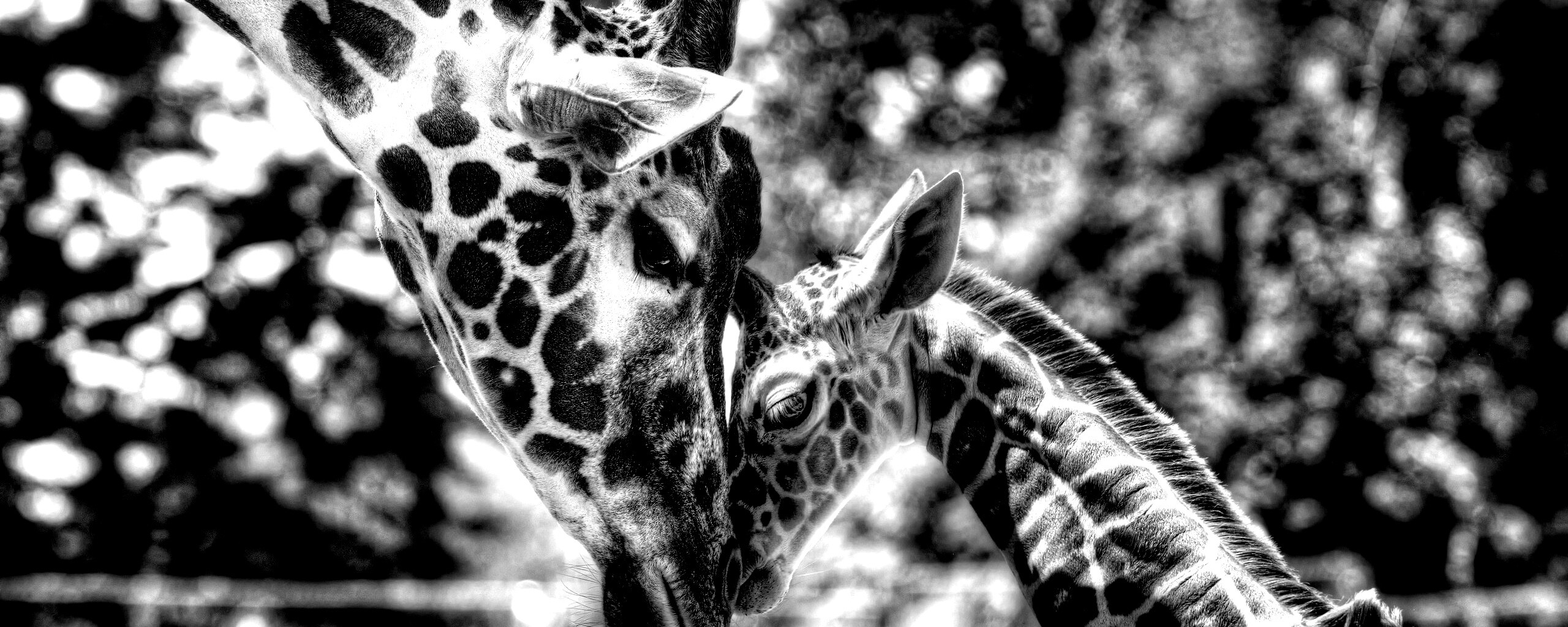 Жирафа и жирафёнок обои