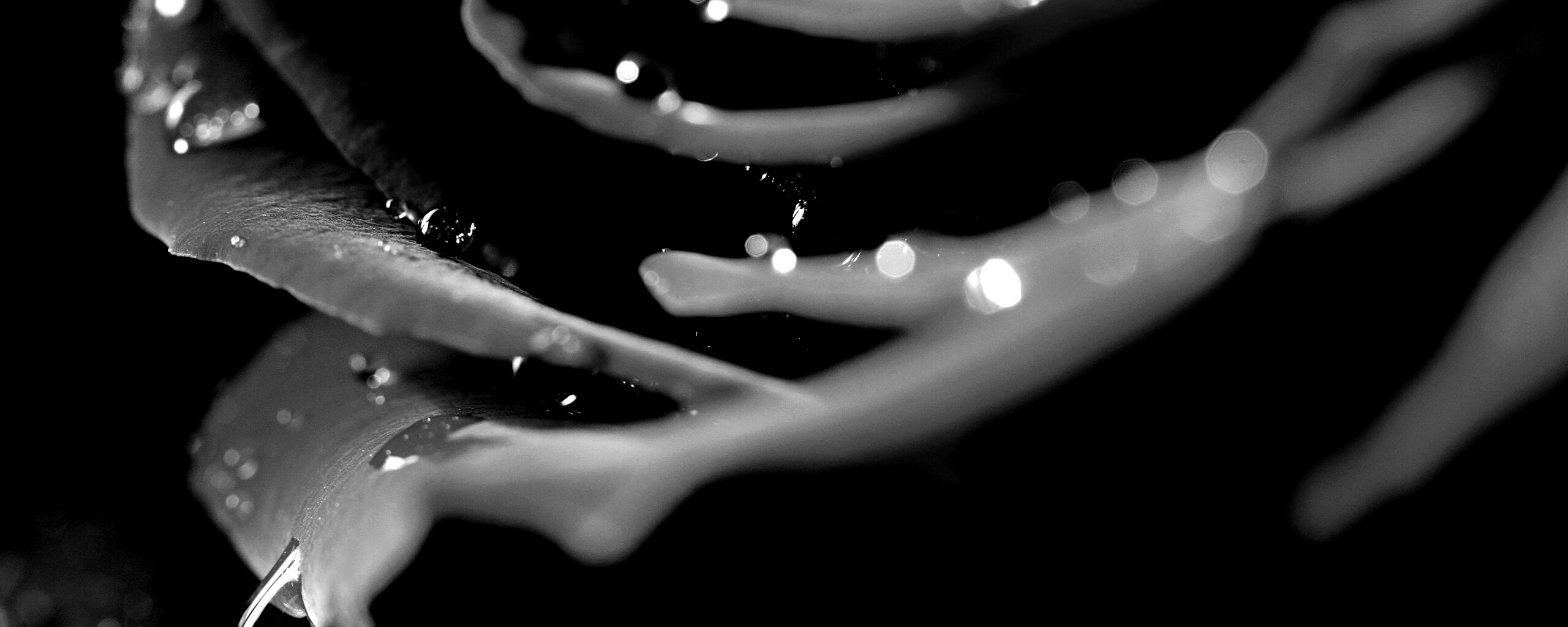 Капли на лепестках розы обои